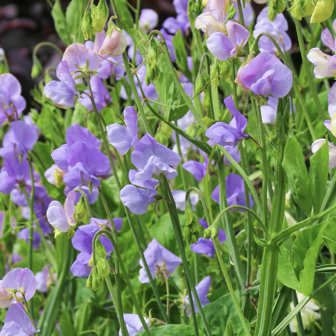 Luktärt - Royal Family Lavender Blue