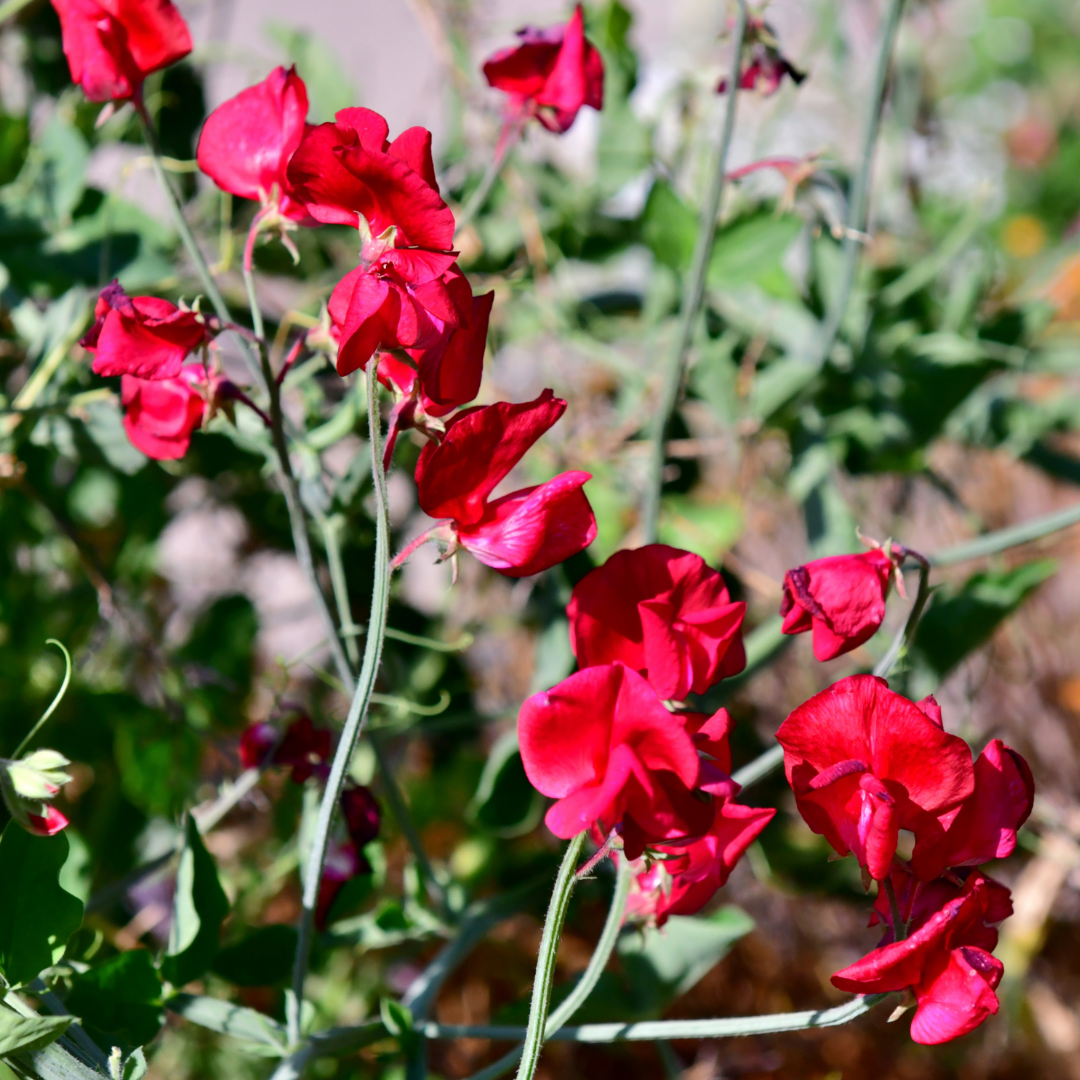 Luktärt - Spencer Winston Churchill