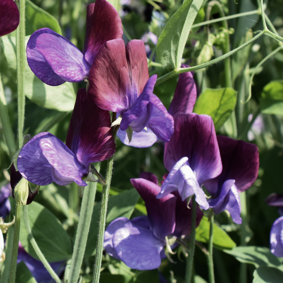 Luktärt - Cupid Mahogany