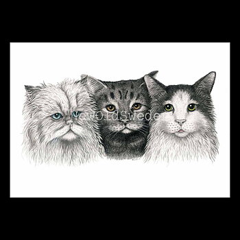Cats Vykort - Charlotte Nicolin - 811