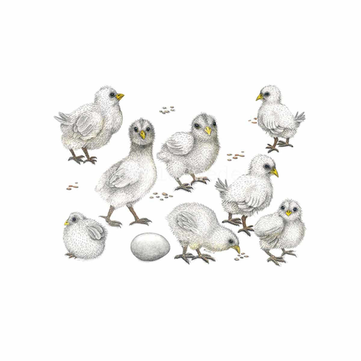 Chicks Vykort - Charlotte Nicolin - 811 - 3