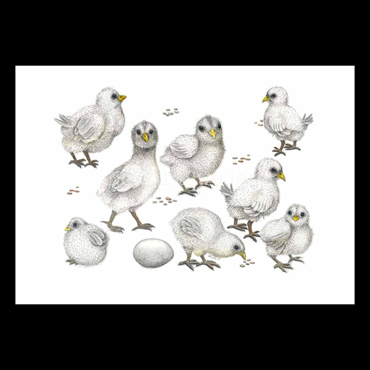 Chicks Vykort - Charlotte Nicolin - 811