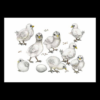 Chicks Vykort - Charlotte Nicolin - 811