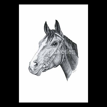 Cheval Vykort - Charlotte Nicolin - 811