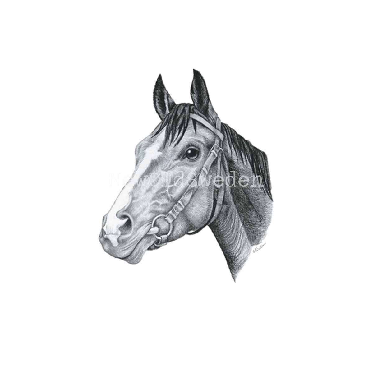 Cheval Vykort - Charlotte Nicolin - 811 - 3