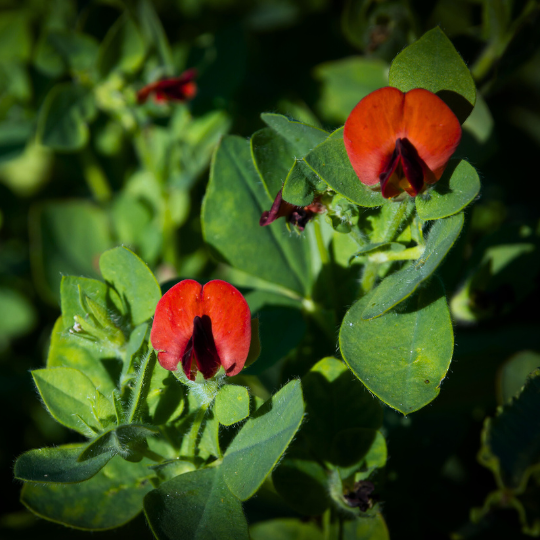 Sparrisärt - Bright Red