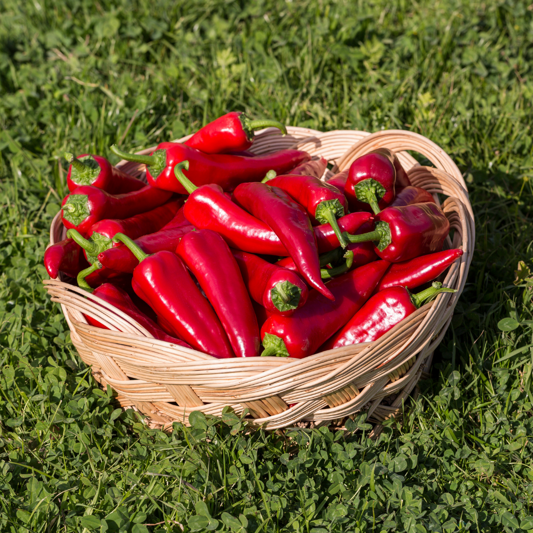 Spetspaprika - Marconi - Kultursort