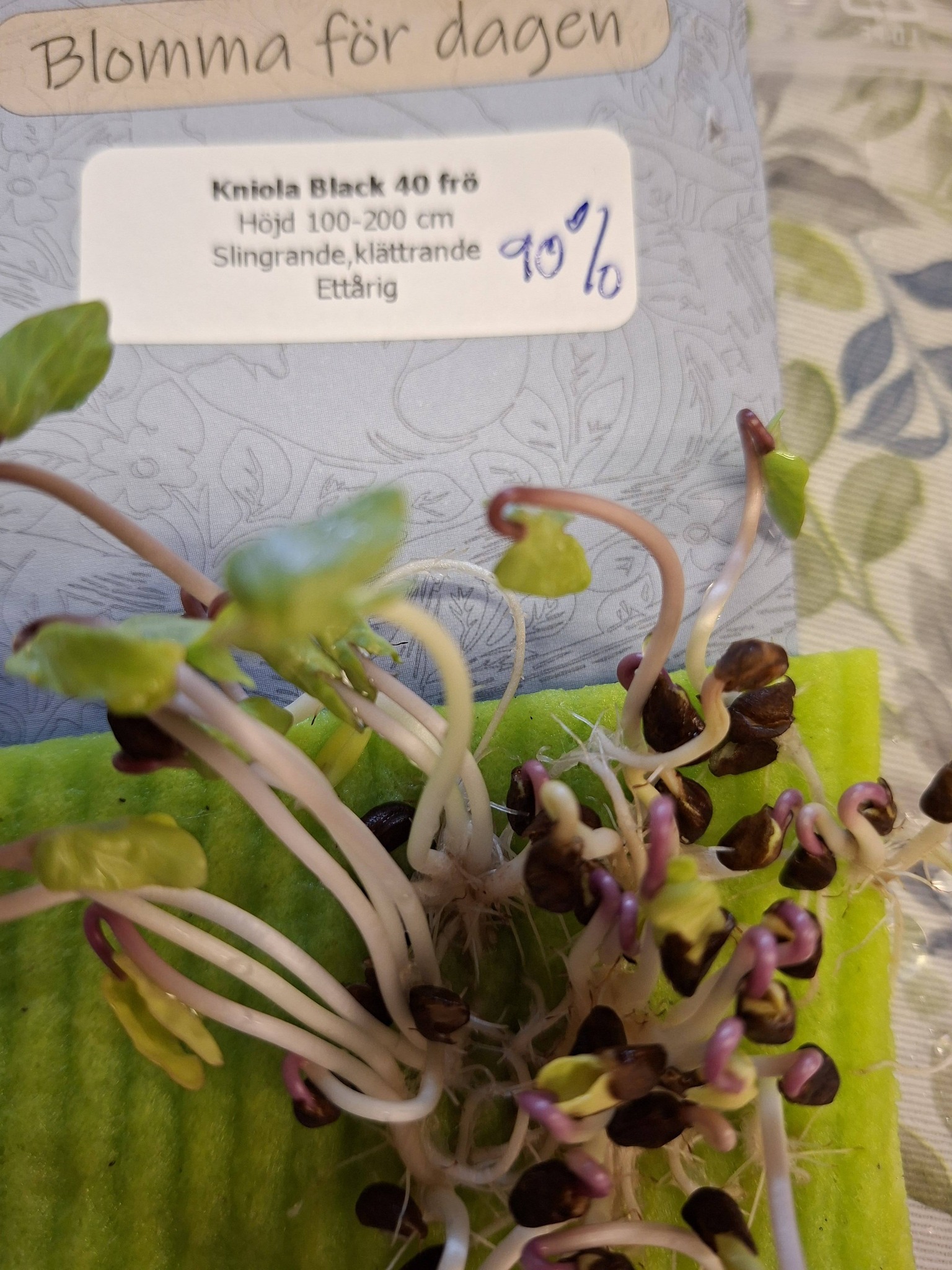 Blomma för dagen Kniola  Black  40 frön - 2