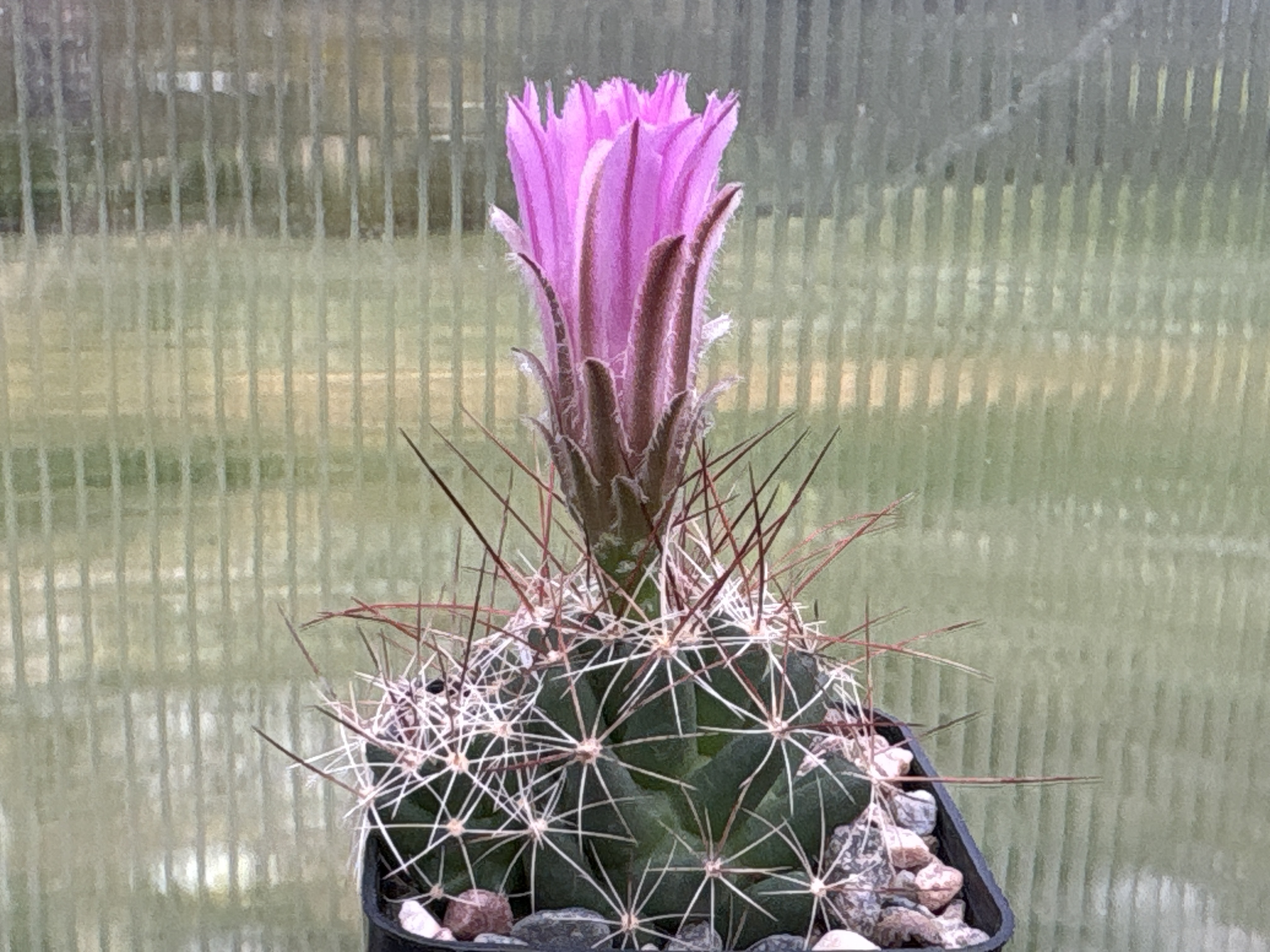 Coryphantha macromeris SB 841 (Eddy Co, NM)