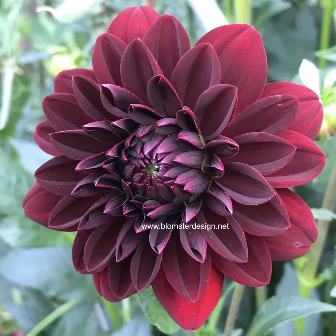 Dahlia Arabian Night