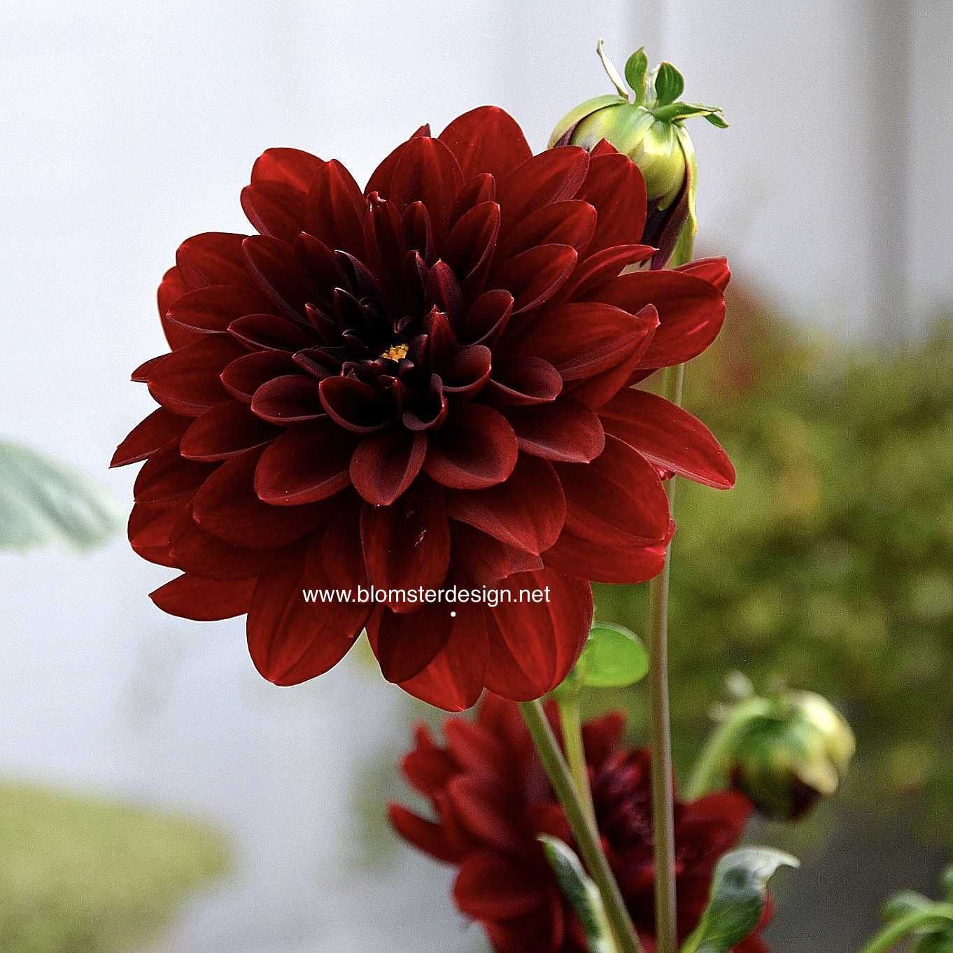 Dahlia Arabian Night