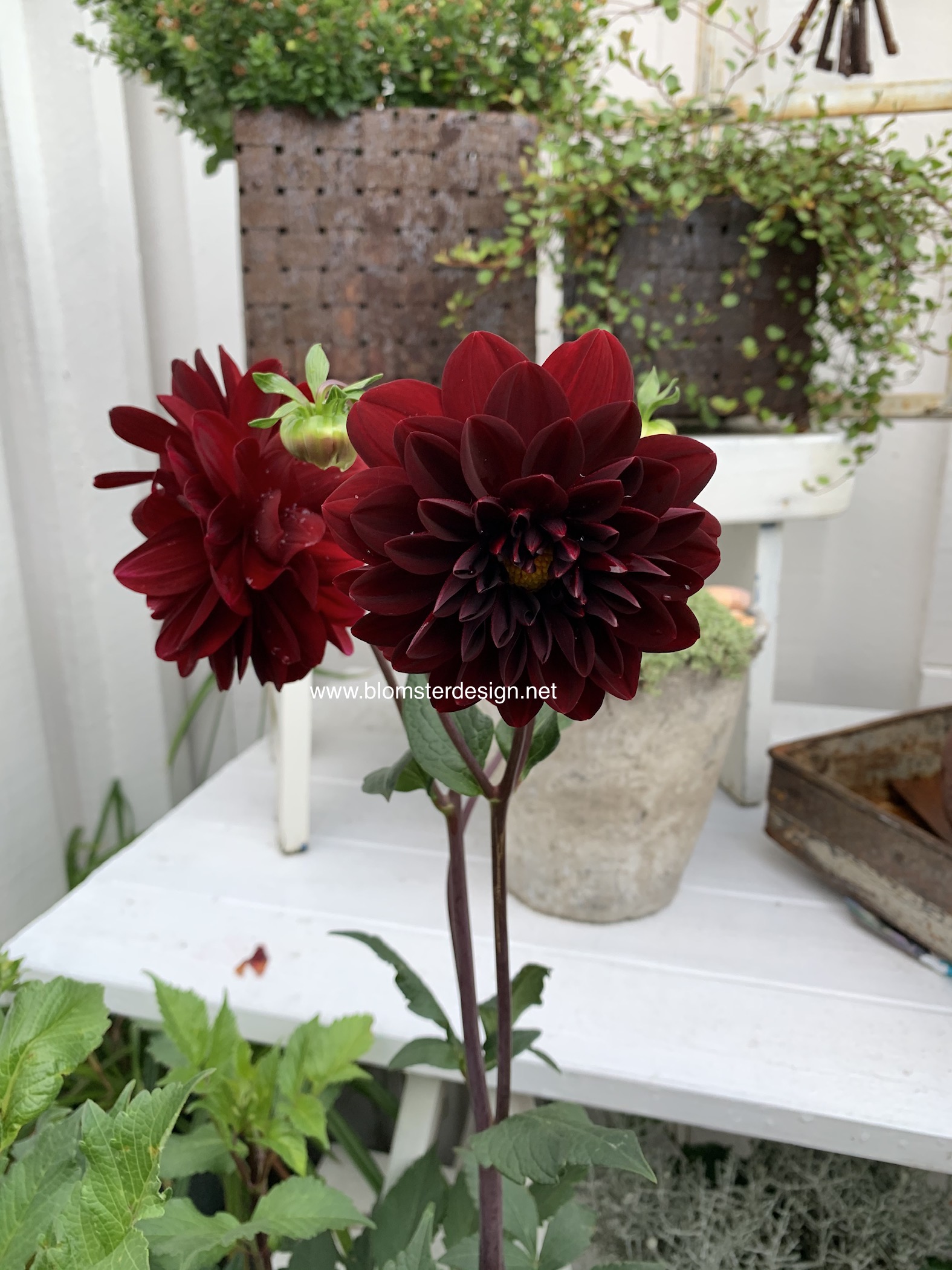 Dahlia Arabian Night - 3