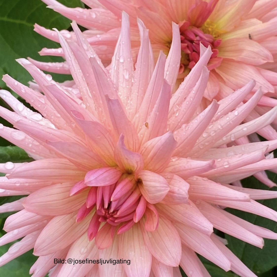 Dahlia Preference