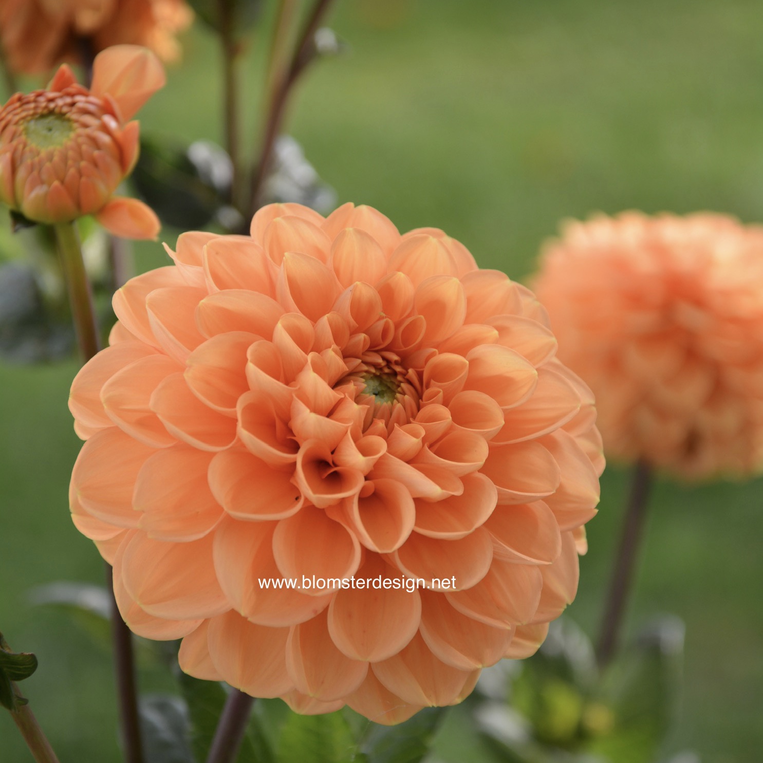 dahlia sylvia