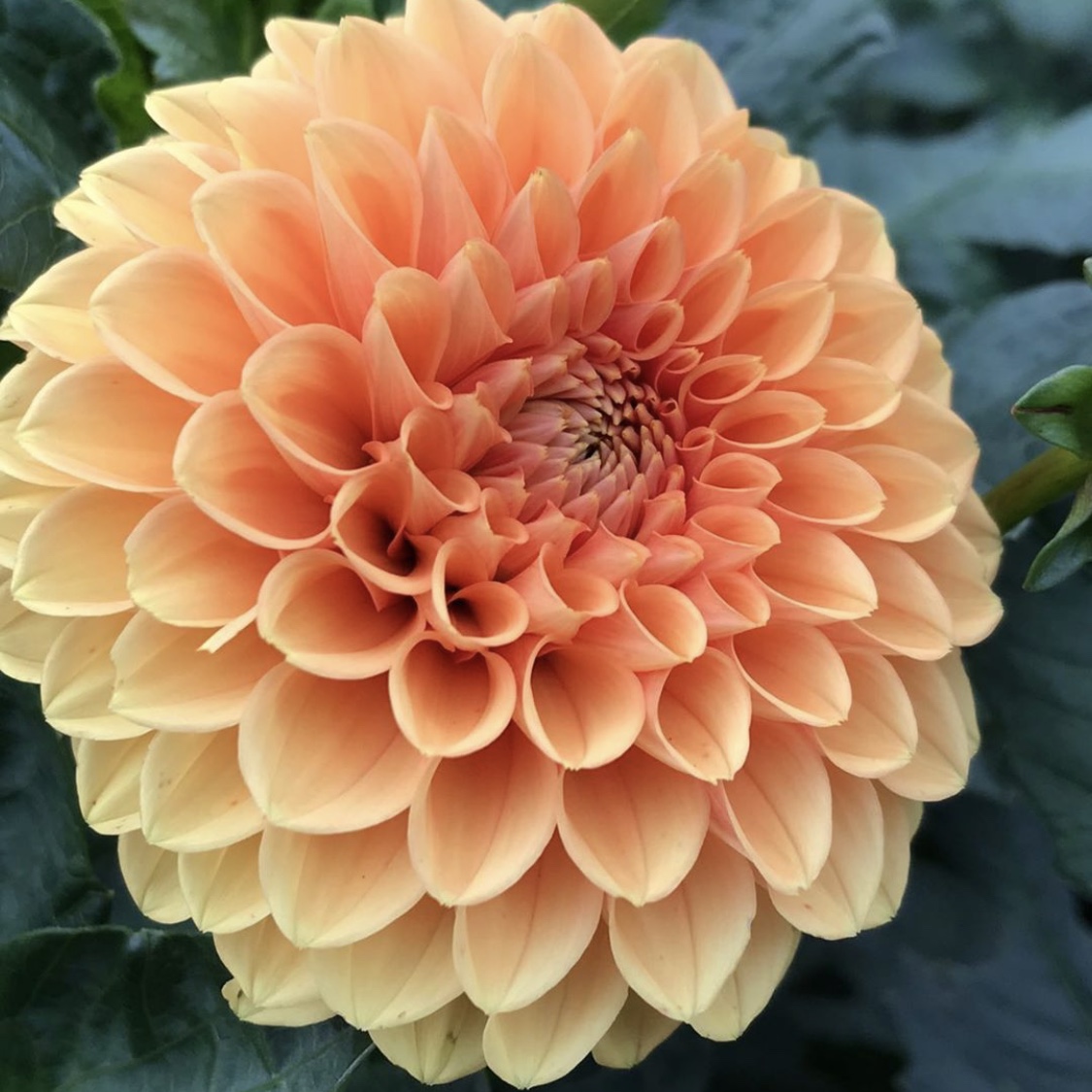 Dahlia Sylvia