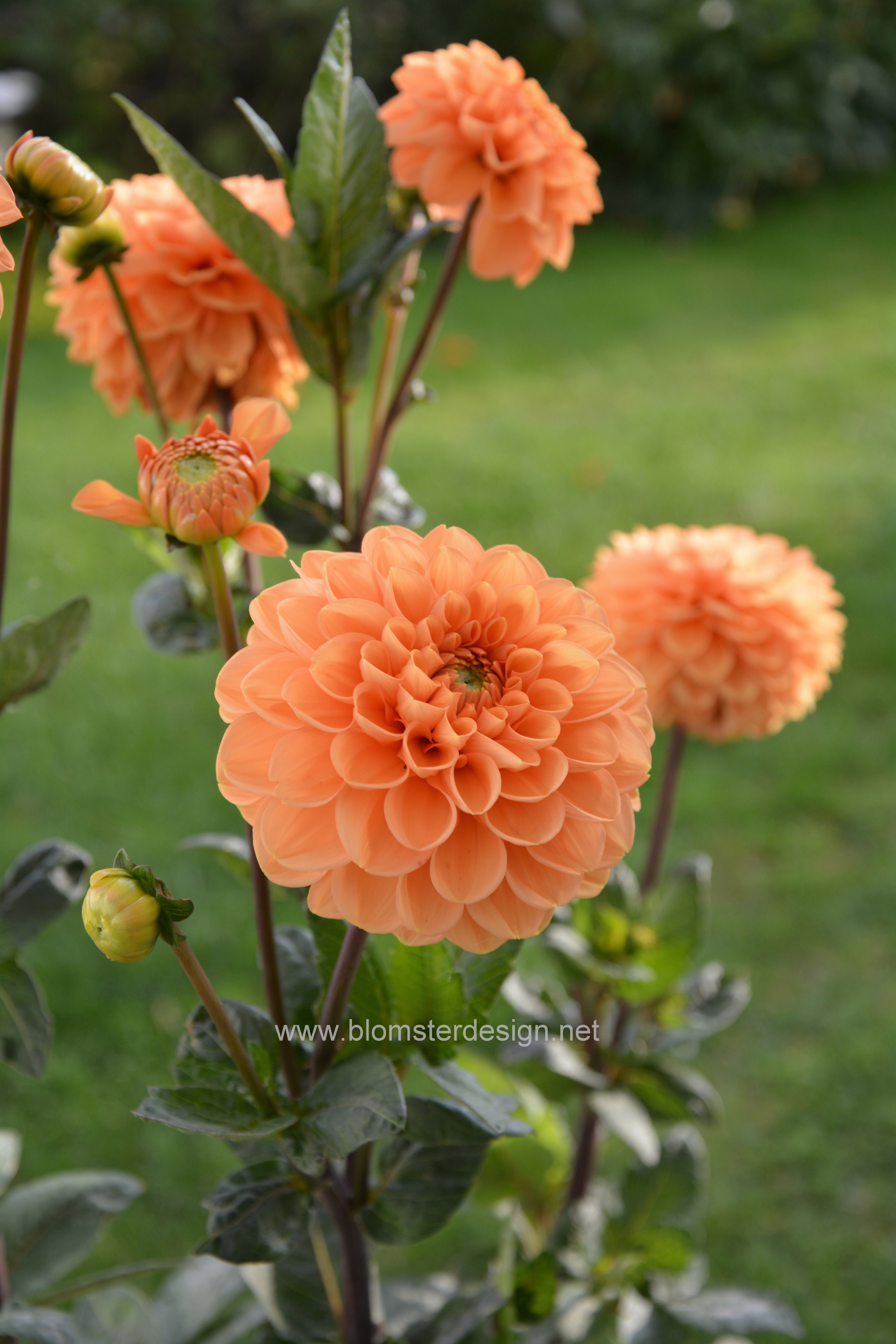 Dahlia Sylvia - 3