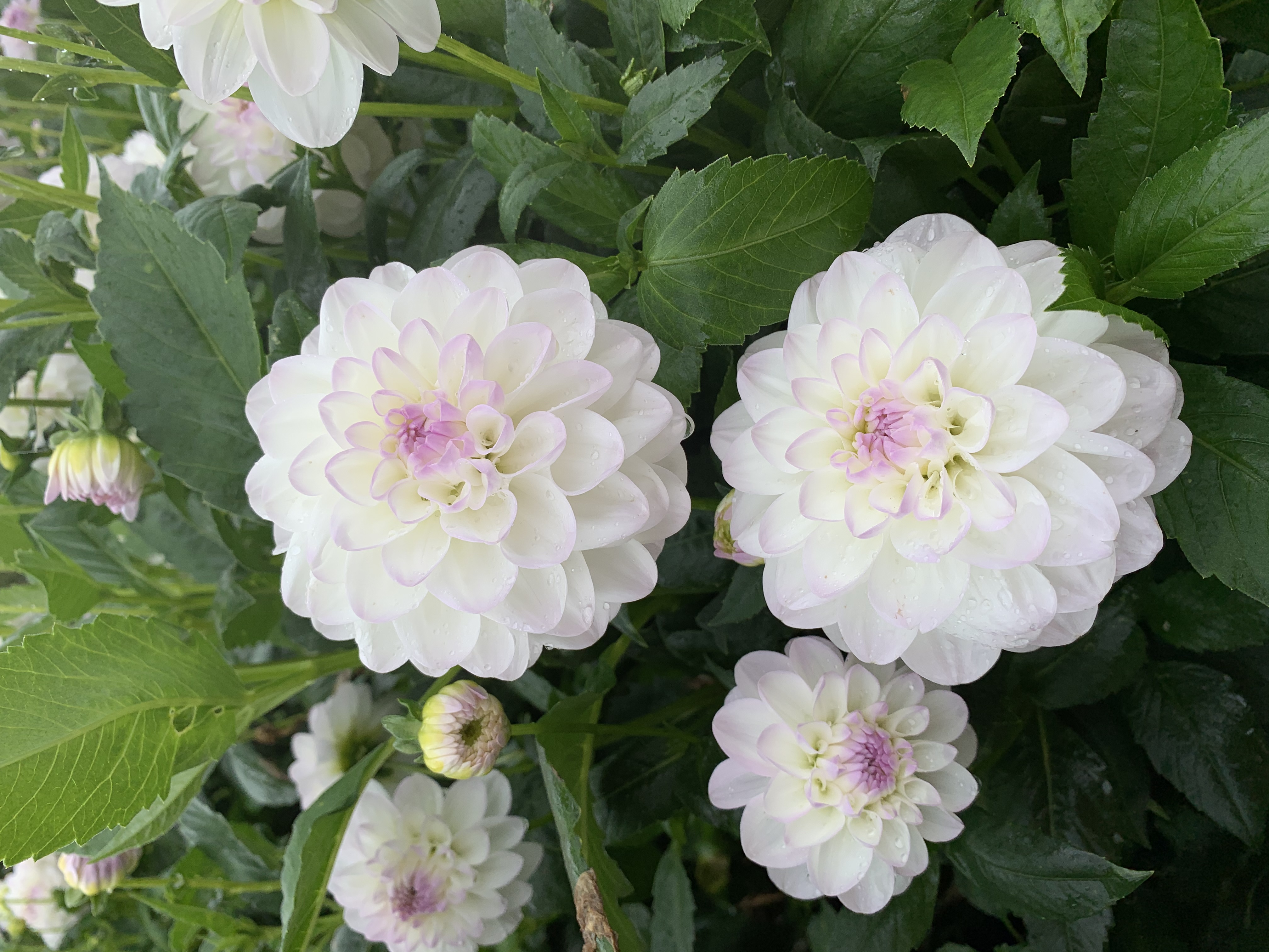 Dahlia Eveline - 3