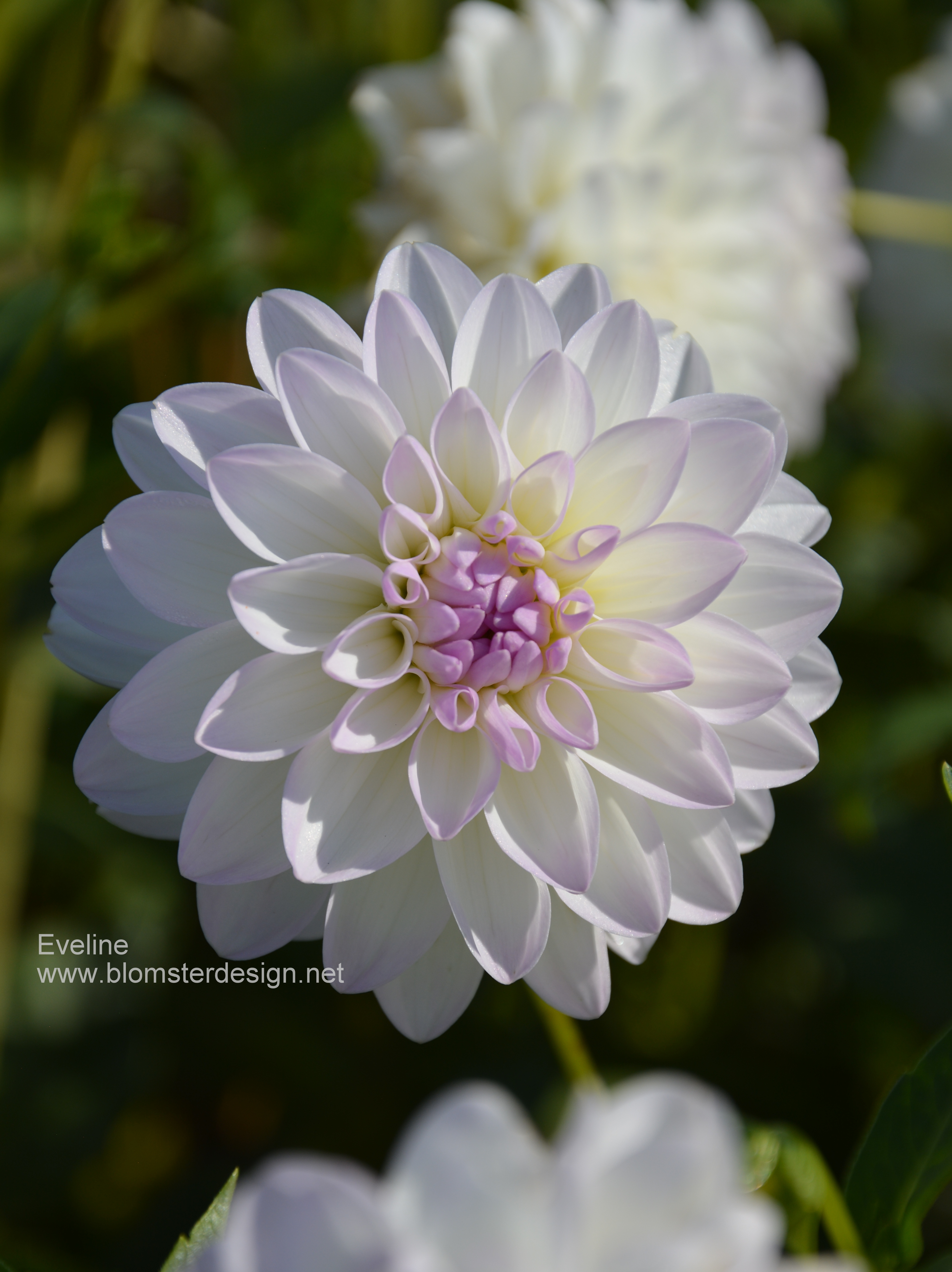 Dahlia Eveline - 4