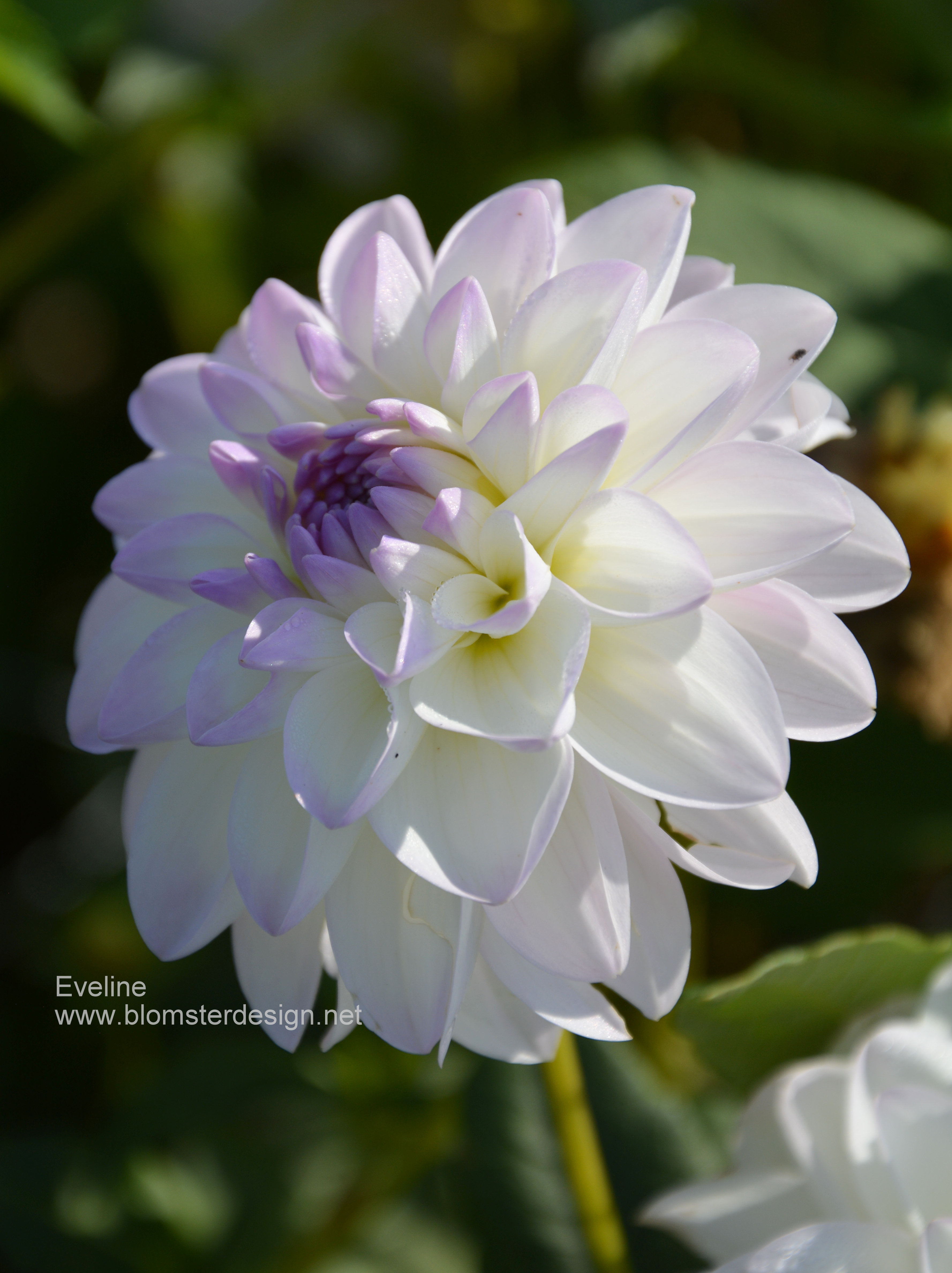Dahlia Eveline
