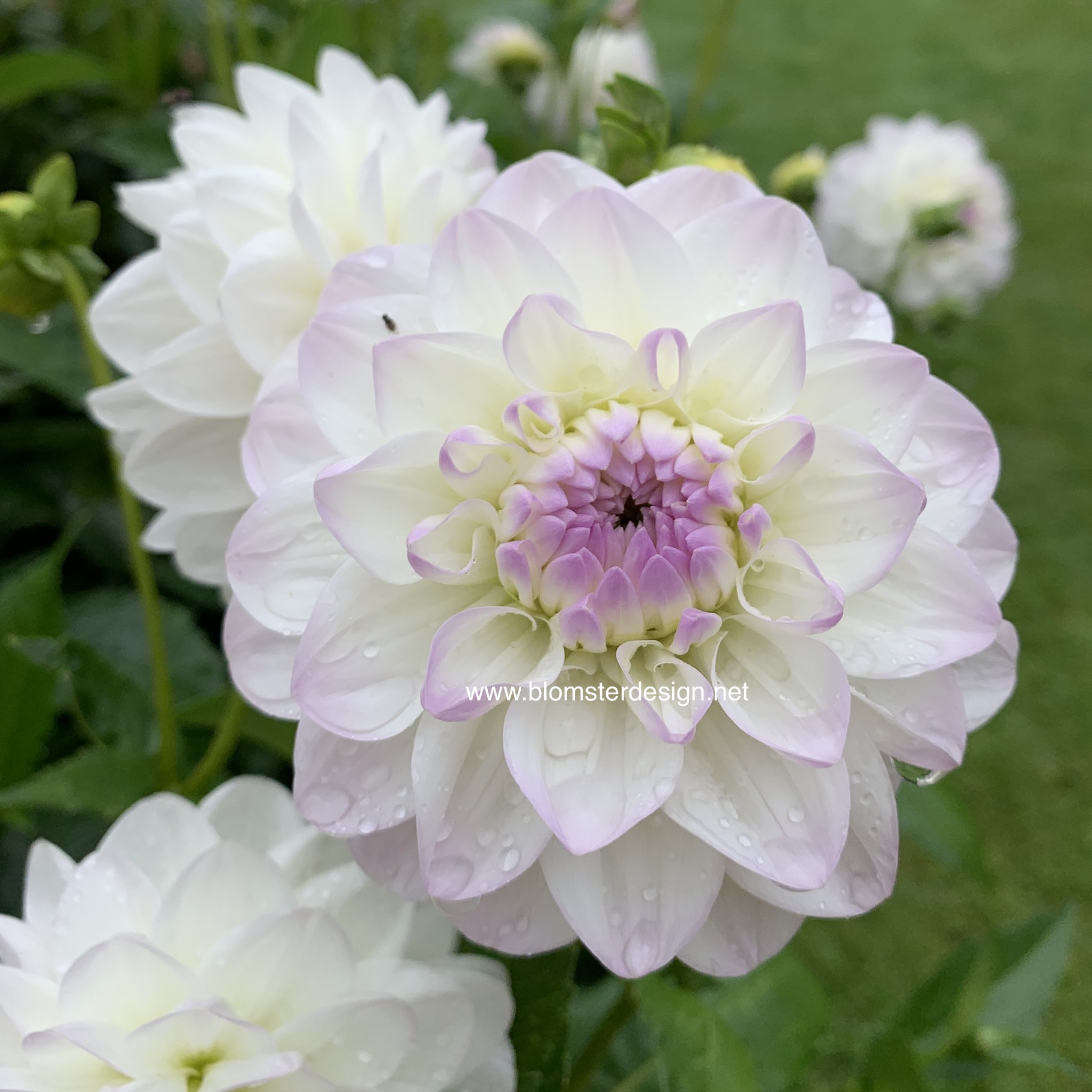 Dahlia Eveline