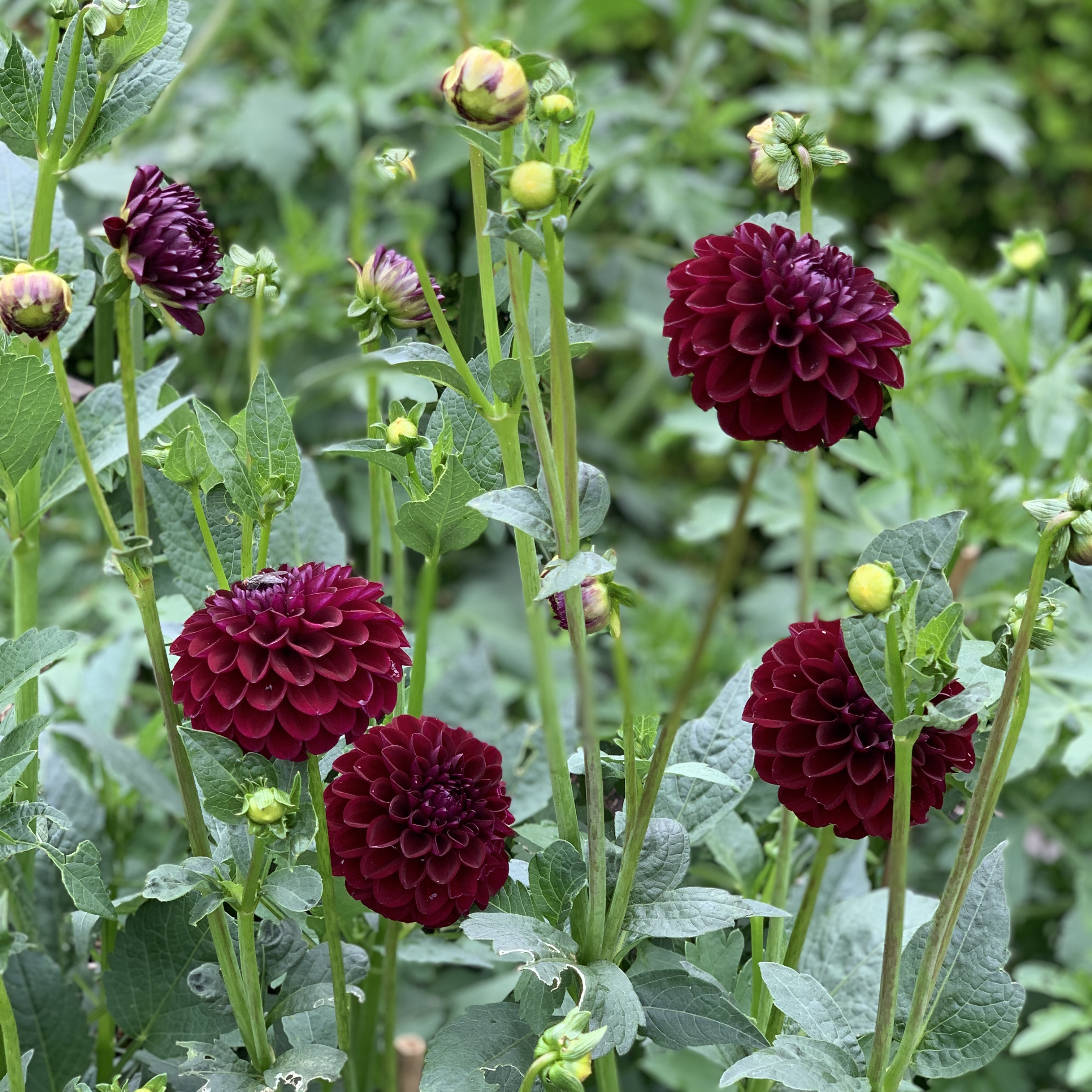 Dahlia Dark Spirit