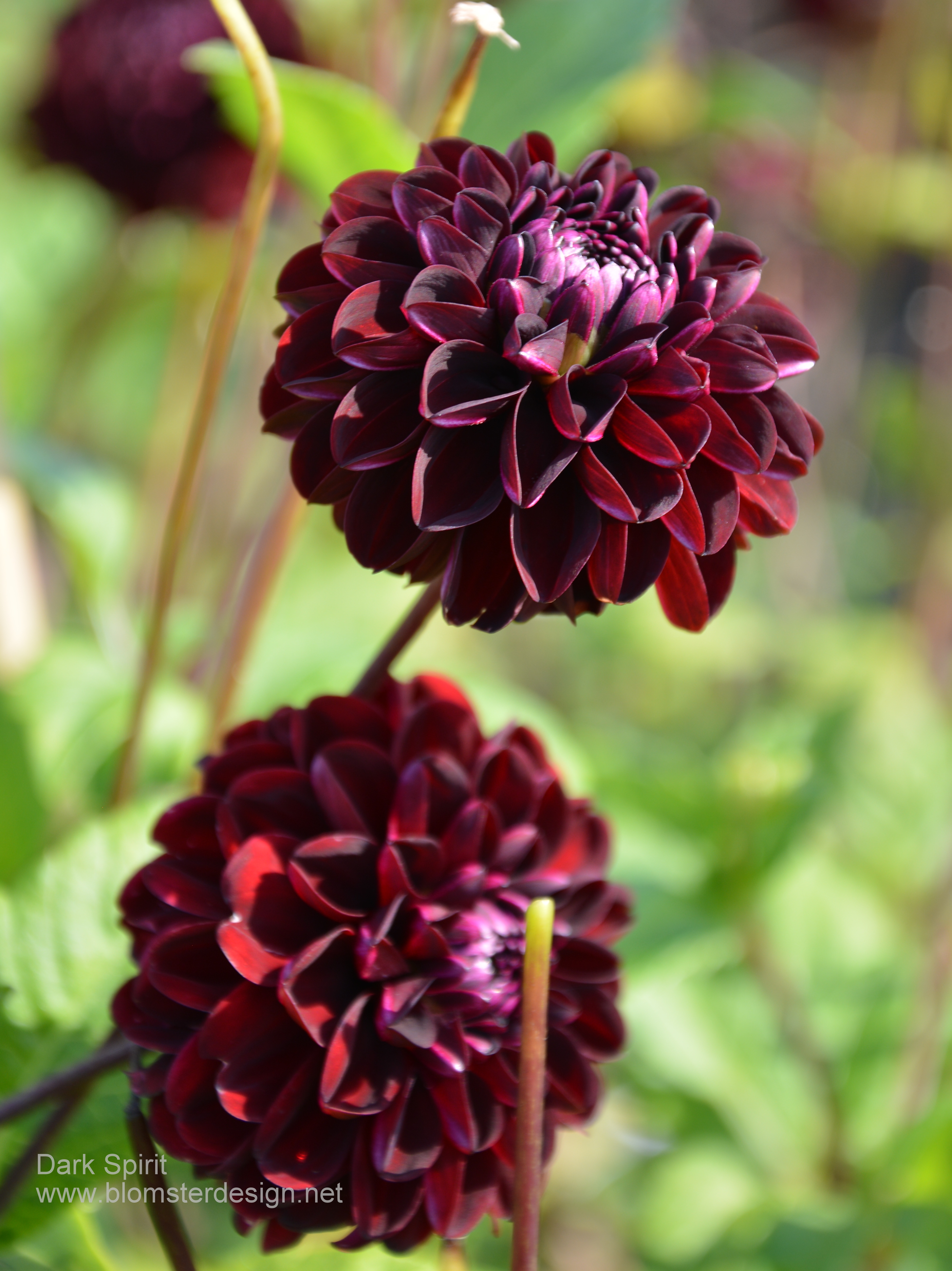 Dahlia Dark Spirit - 3