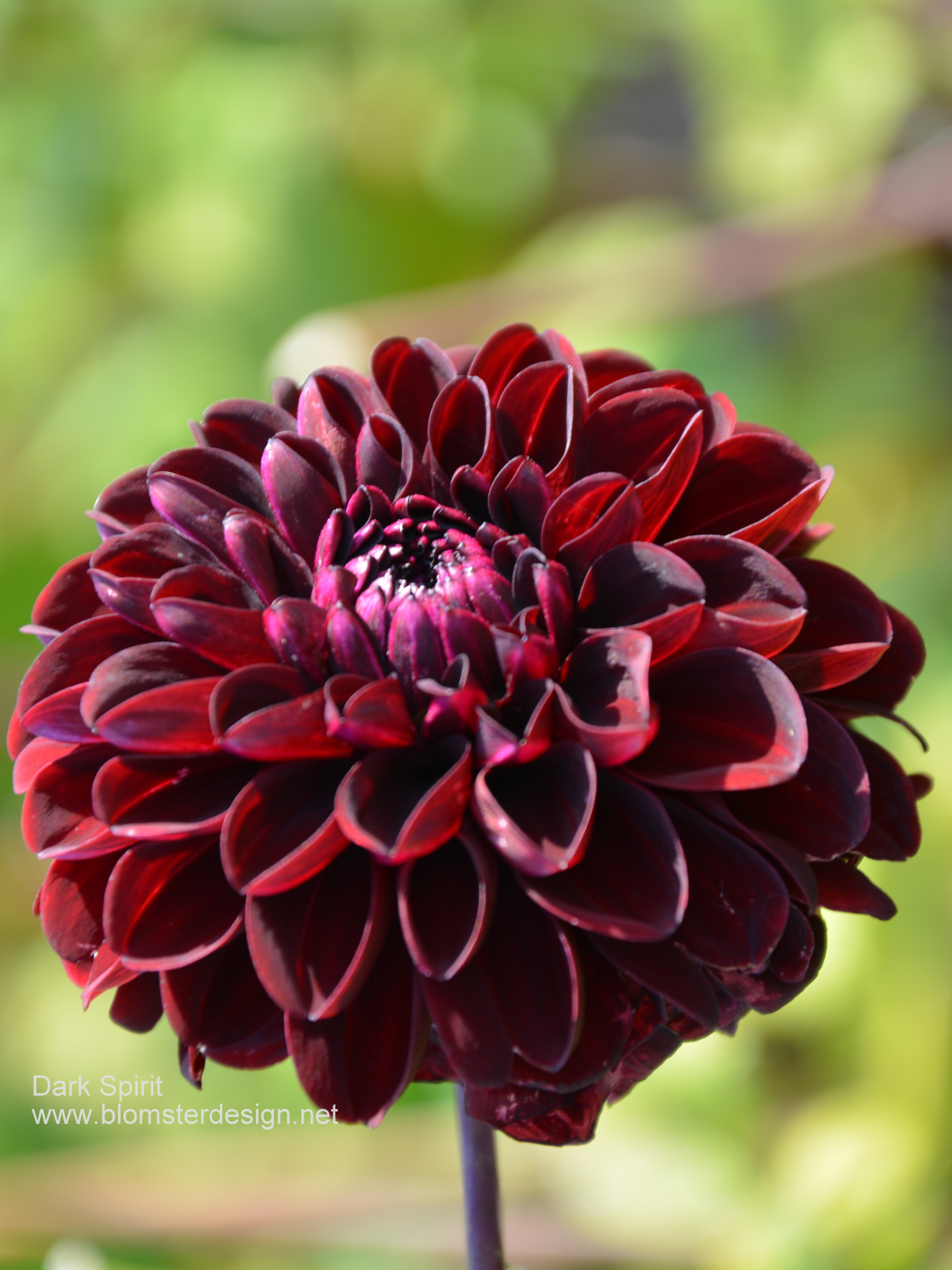 Dahlia Dark Spirit