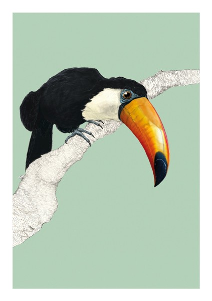 Toucan,  Everyday Single Card