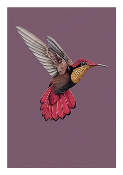 Humming Bird , Everyday Single Card