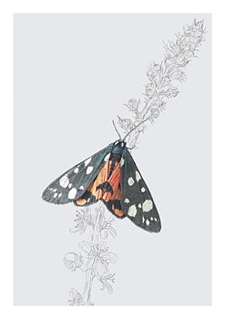 Scarlet Tiger Moth, Everyday Single Card