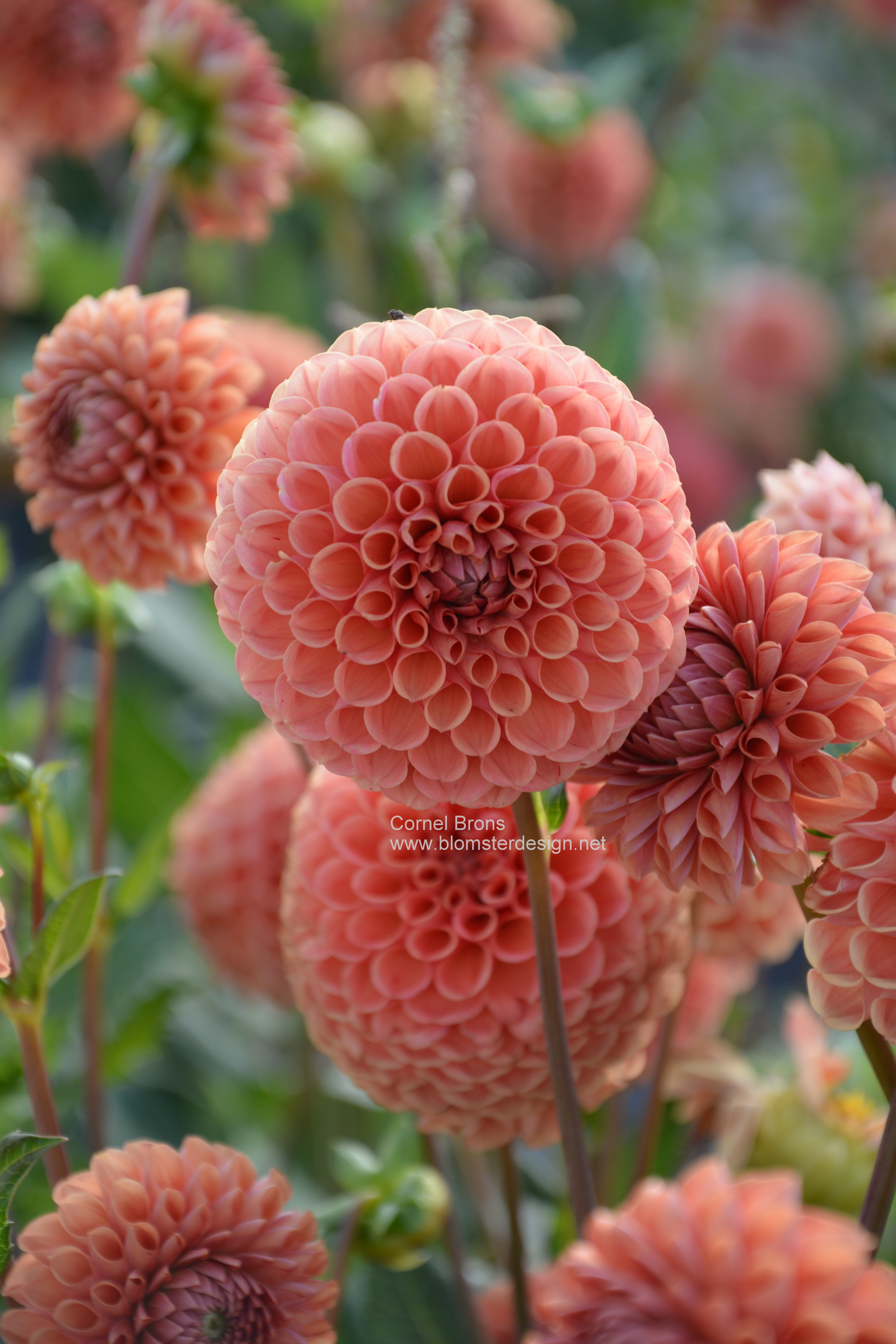 Dahlia Cornel Bronze / Cornel Brons