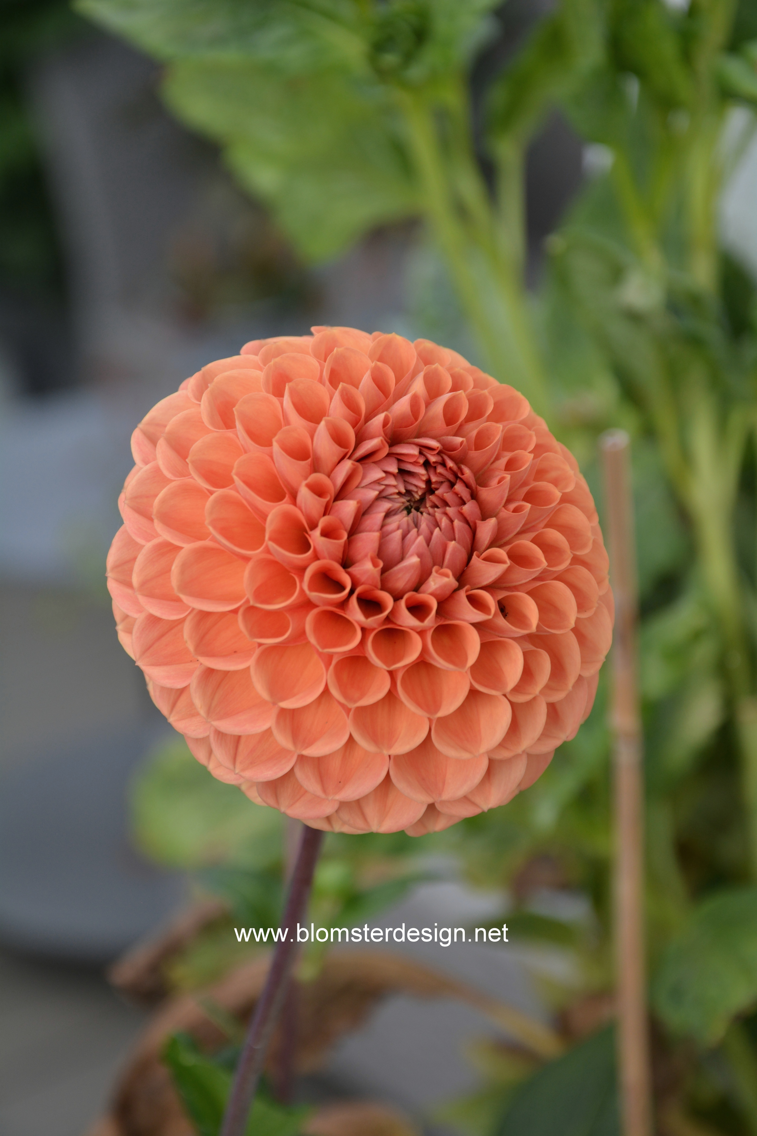 Dahlia Cornel Bronze / Cornel Brons