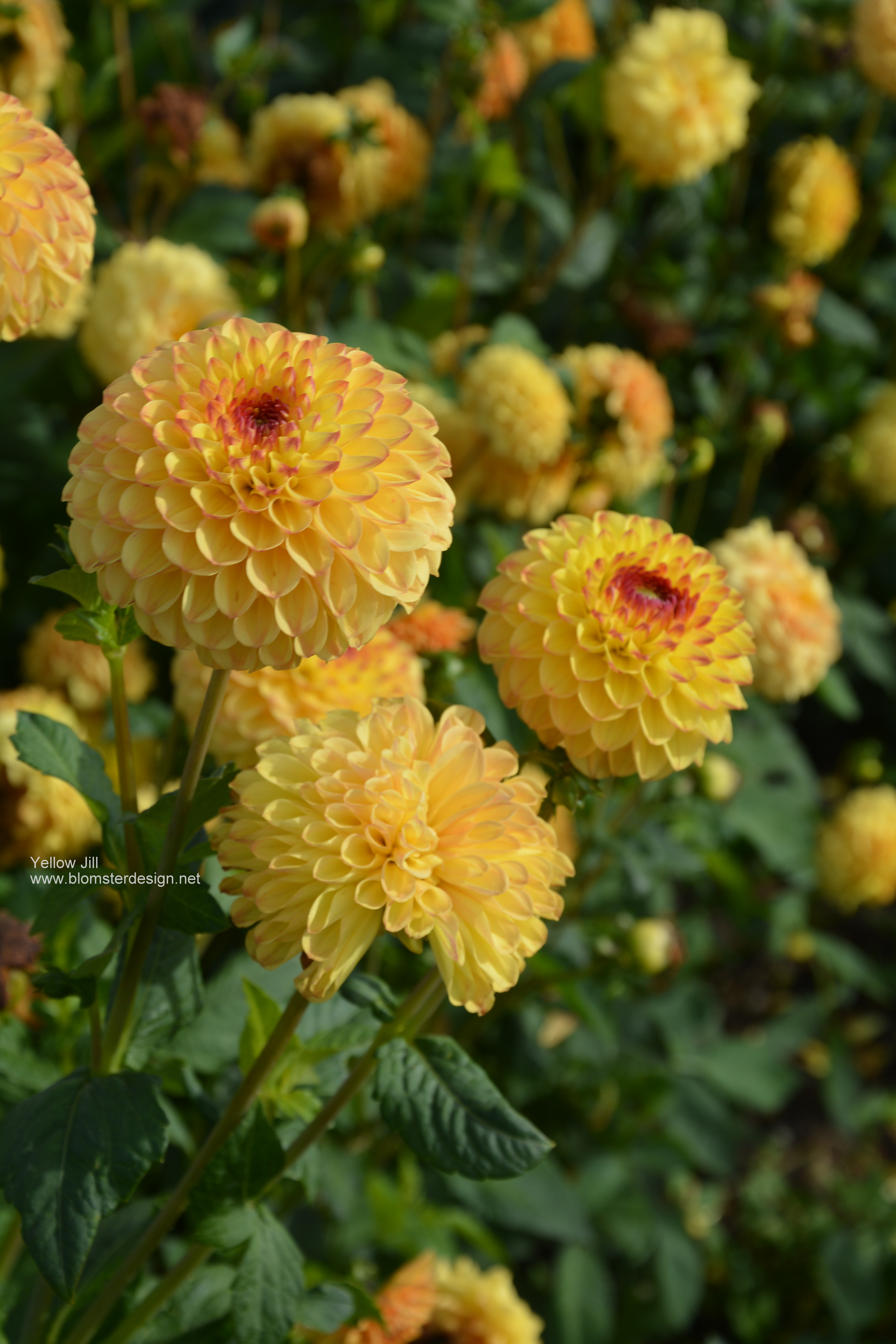 Dahlia Yellow Jill