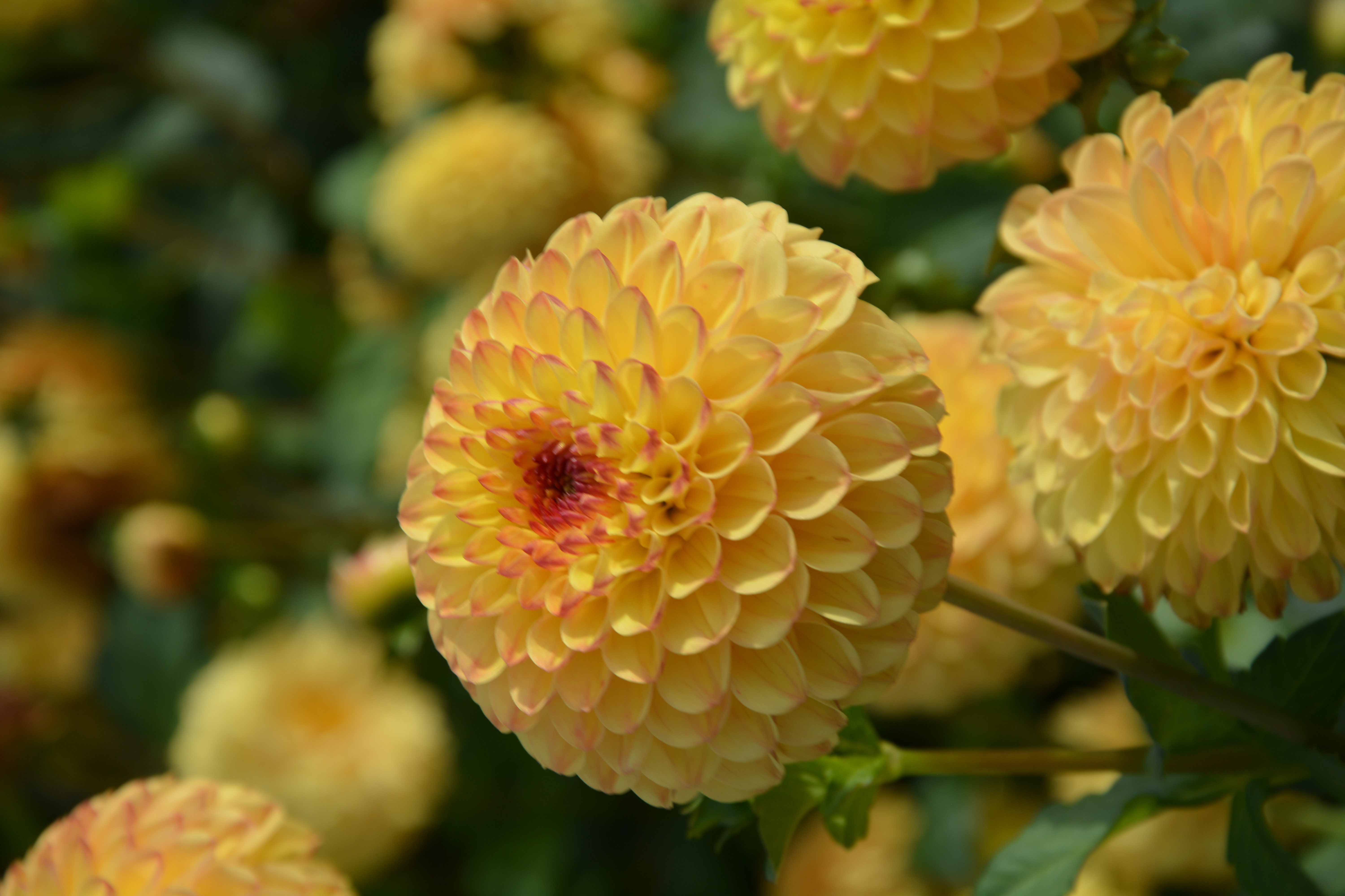 Dahlia Yellow Jill