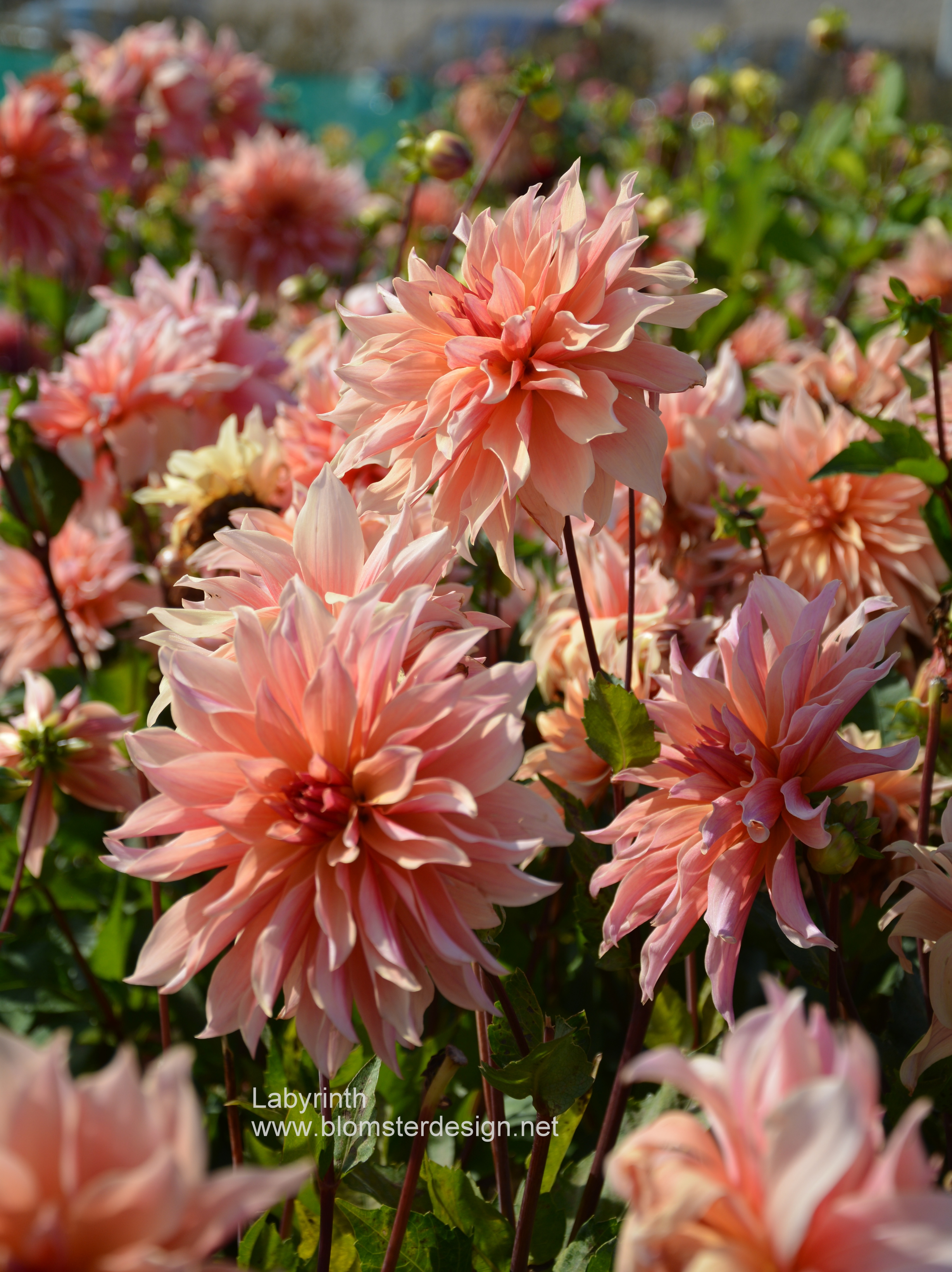Dahlia Labyrinth - 3