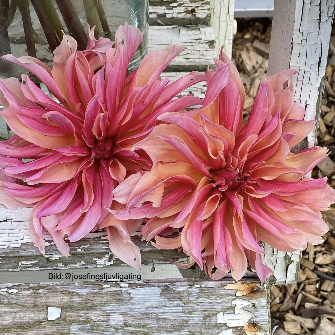 Dahlia Labyrinth - 4