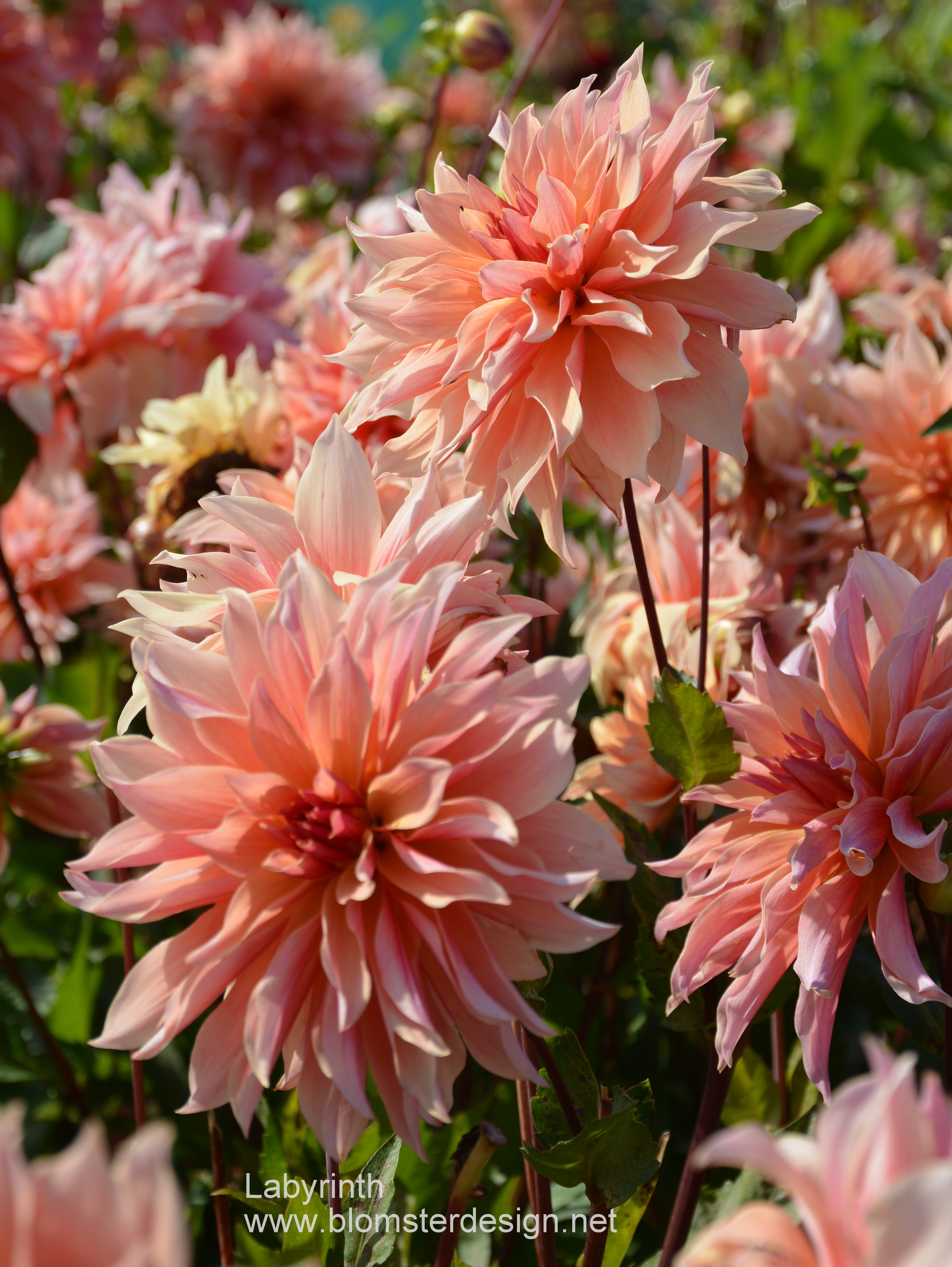 Dahlia Labyrinth