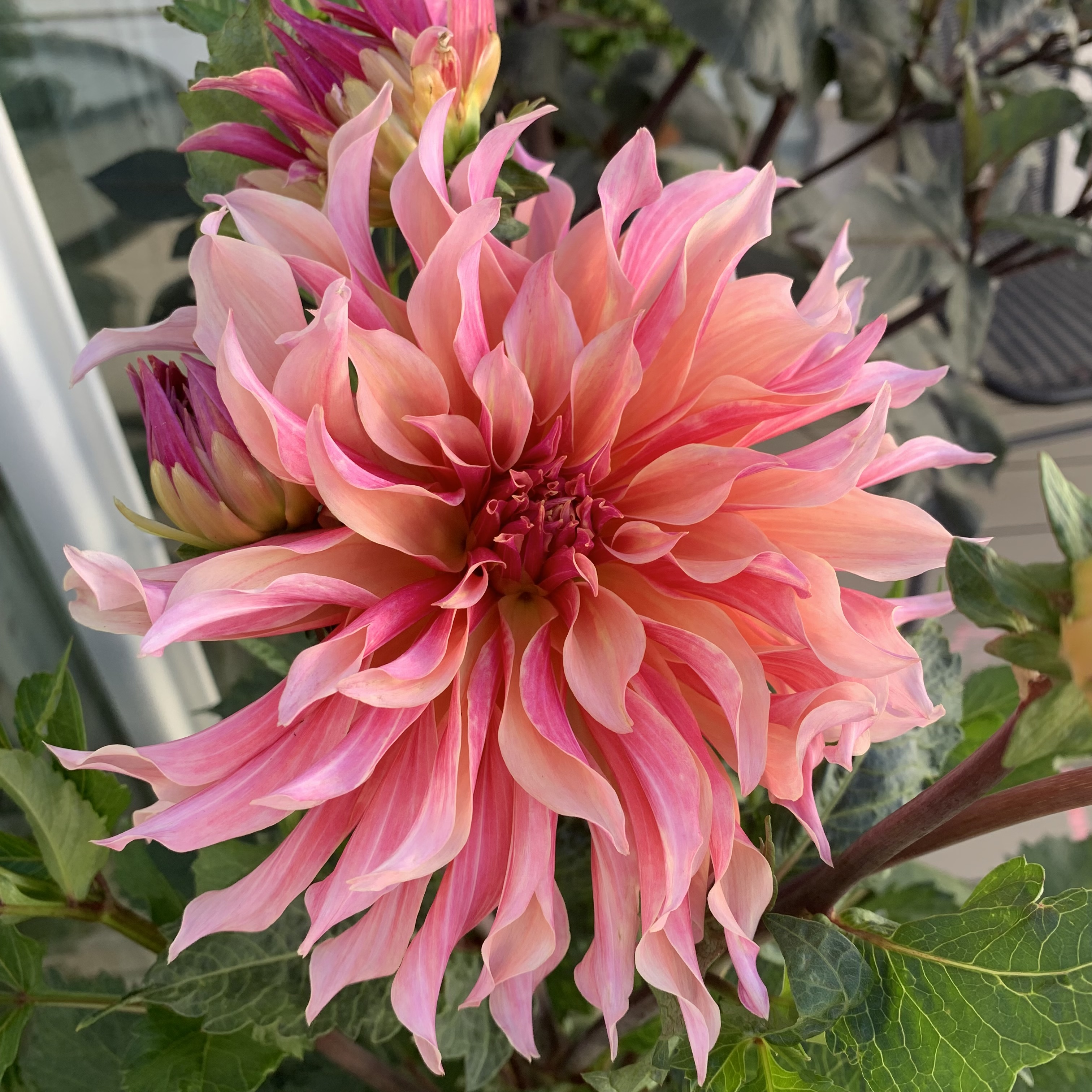 Dahlia Labyrinth