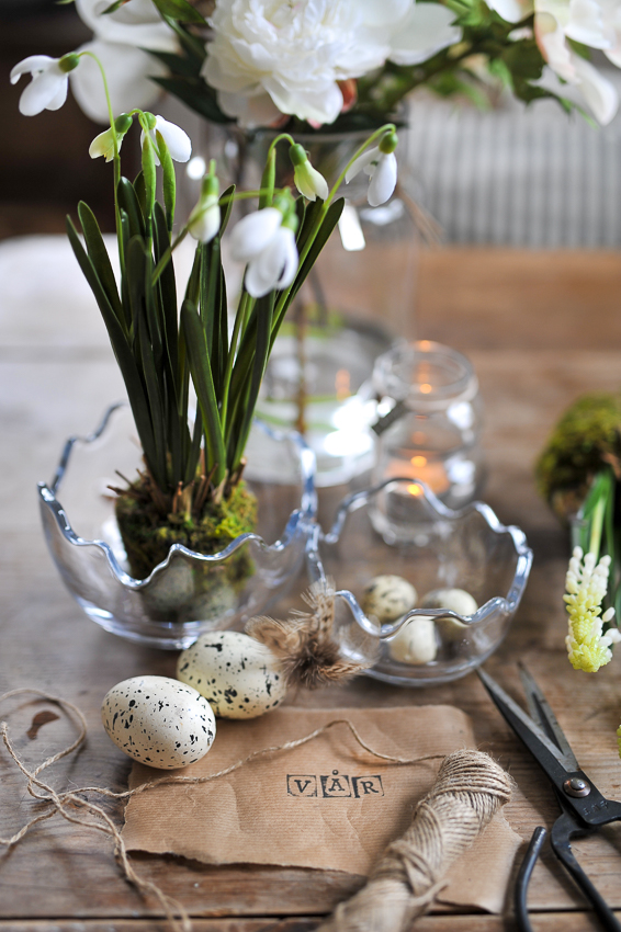 Snowdrop White - 25 cm - 5