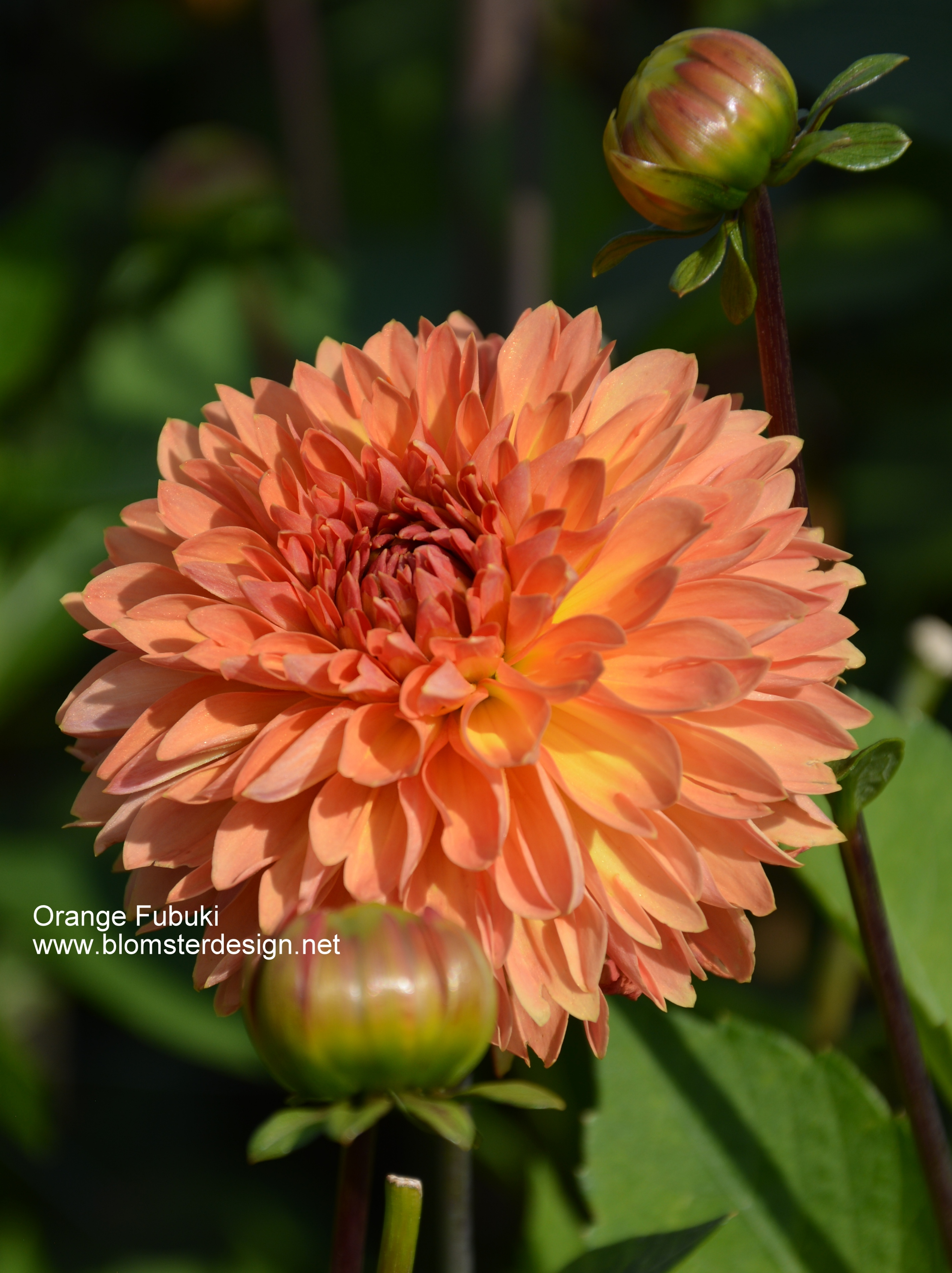 Dahlia Fubuki Orange