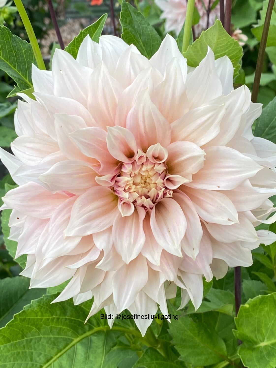 Dahlia Café au Lait - 7