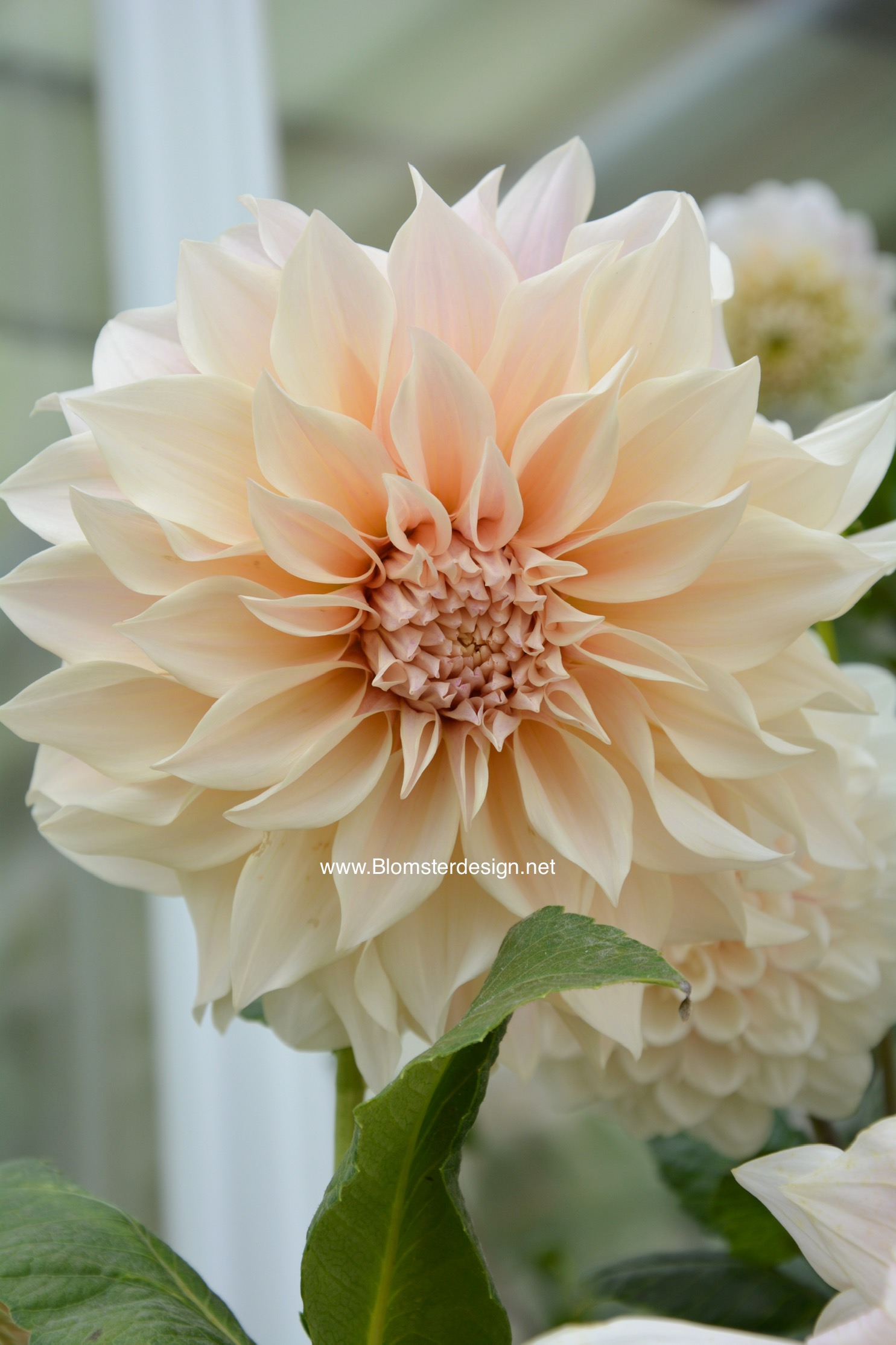 Dahlia Café au Lait
