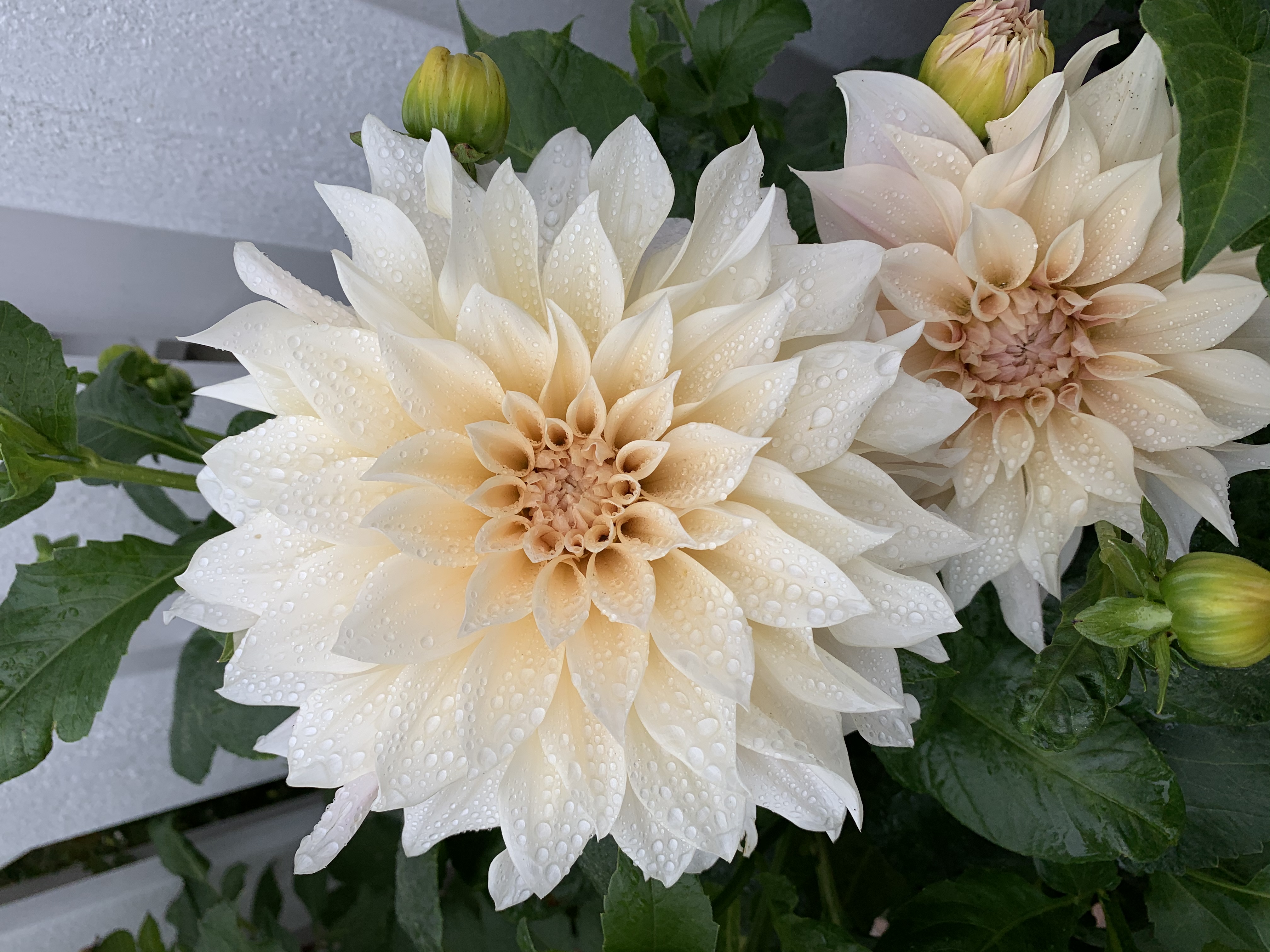 Dahlia Café au Lait - 6