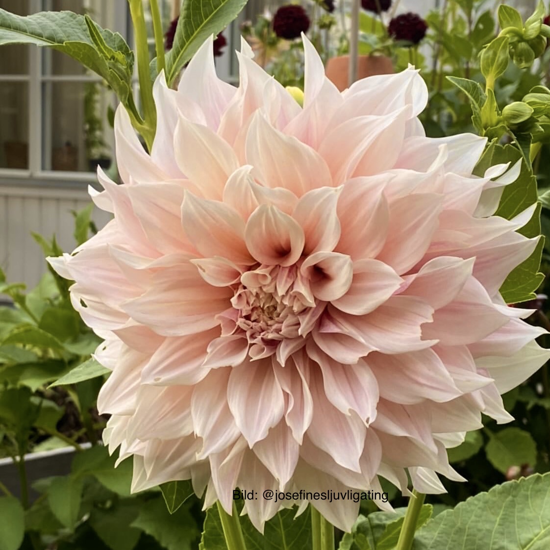 Dahlia Café au Lait - 3