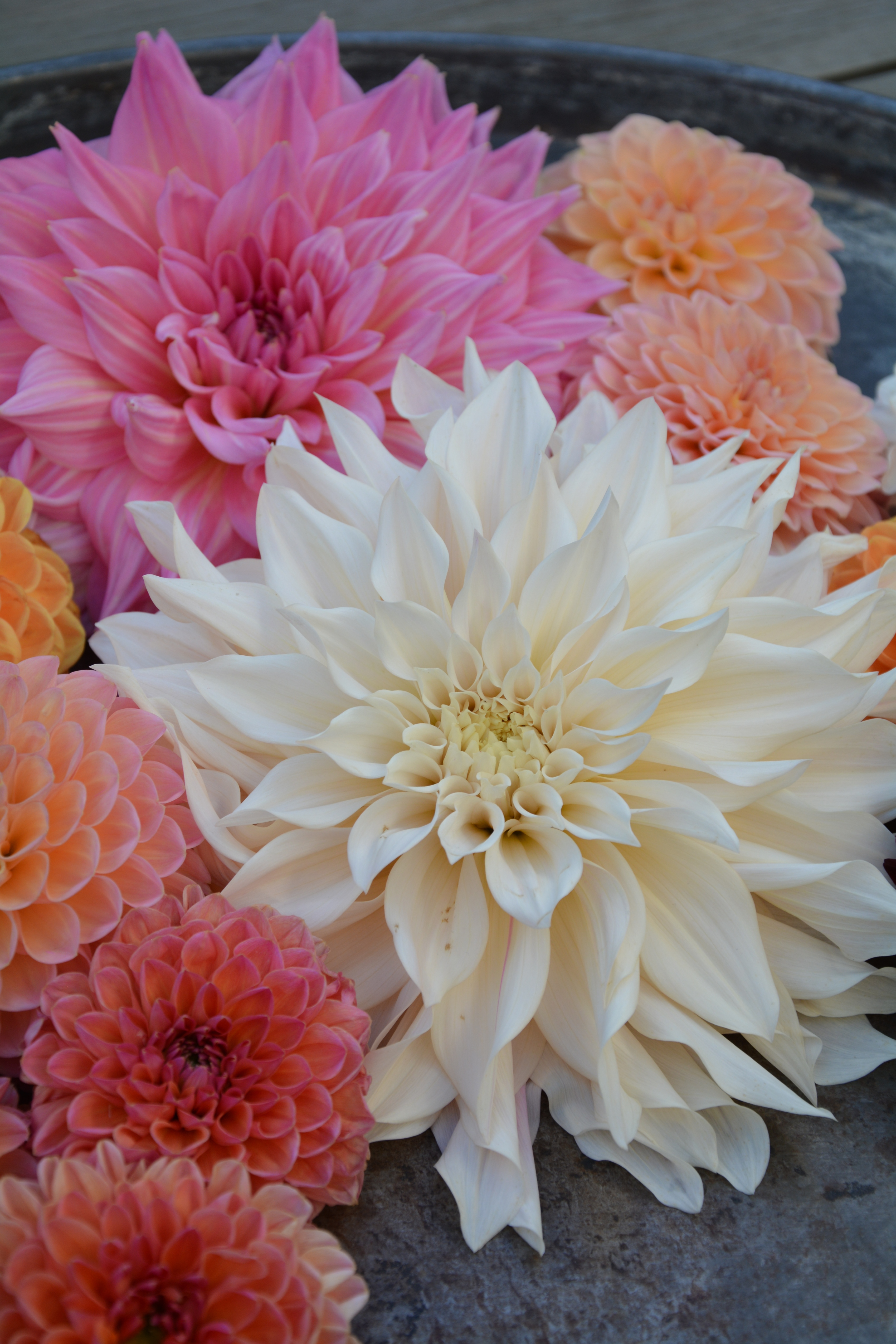 Dahlia Café au Lait - 8