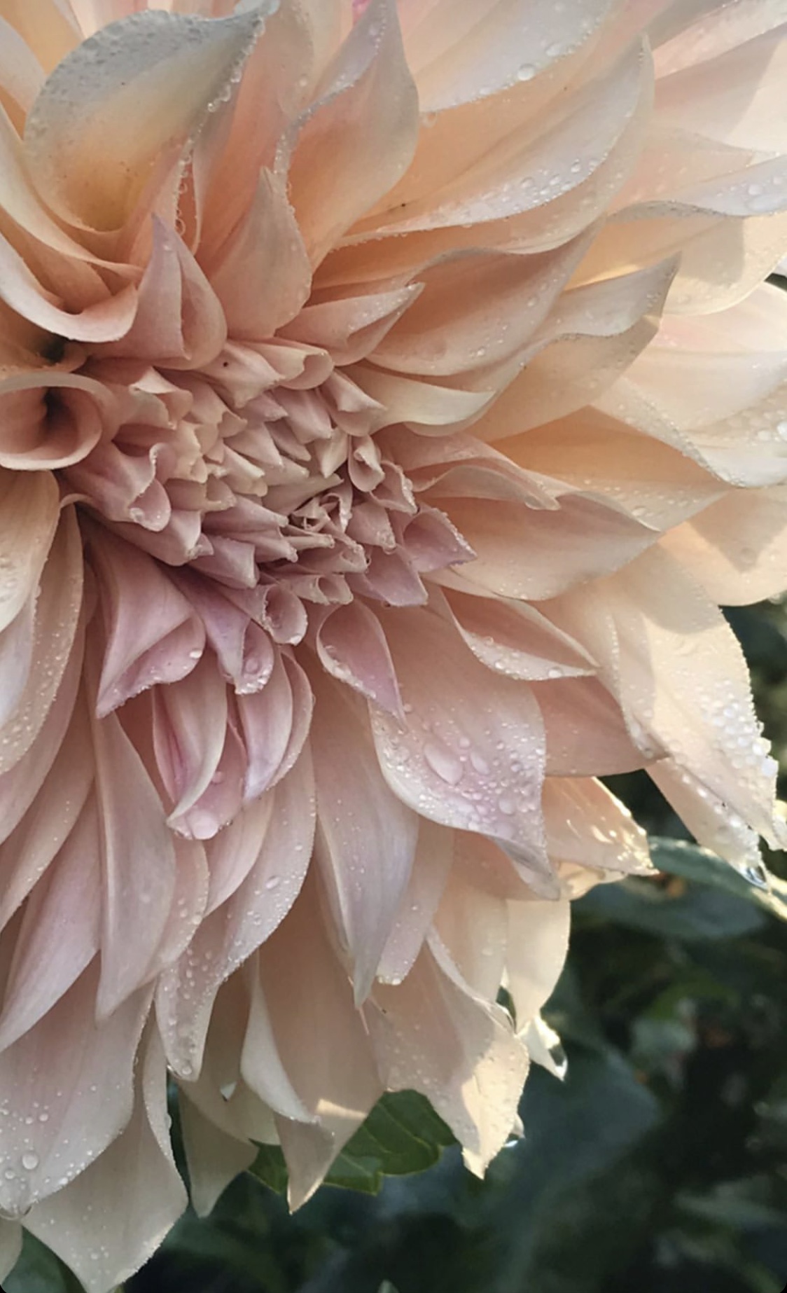 Dahlia Café au Lait - 4