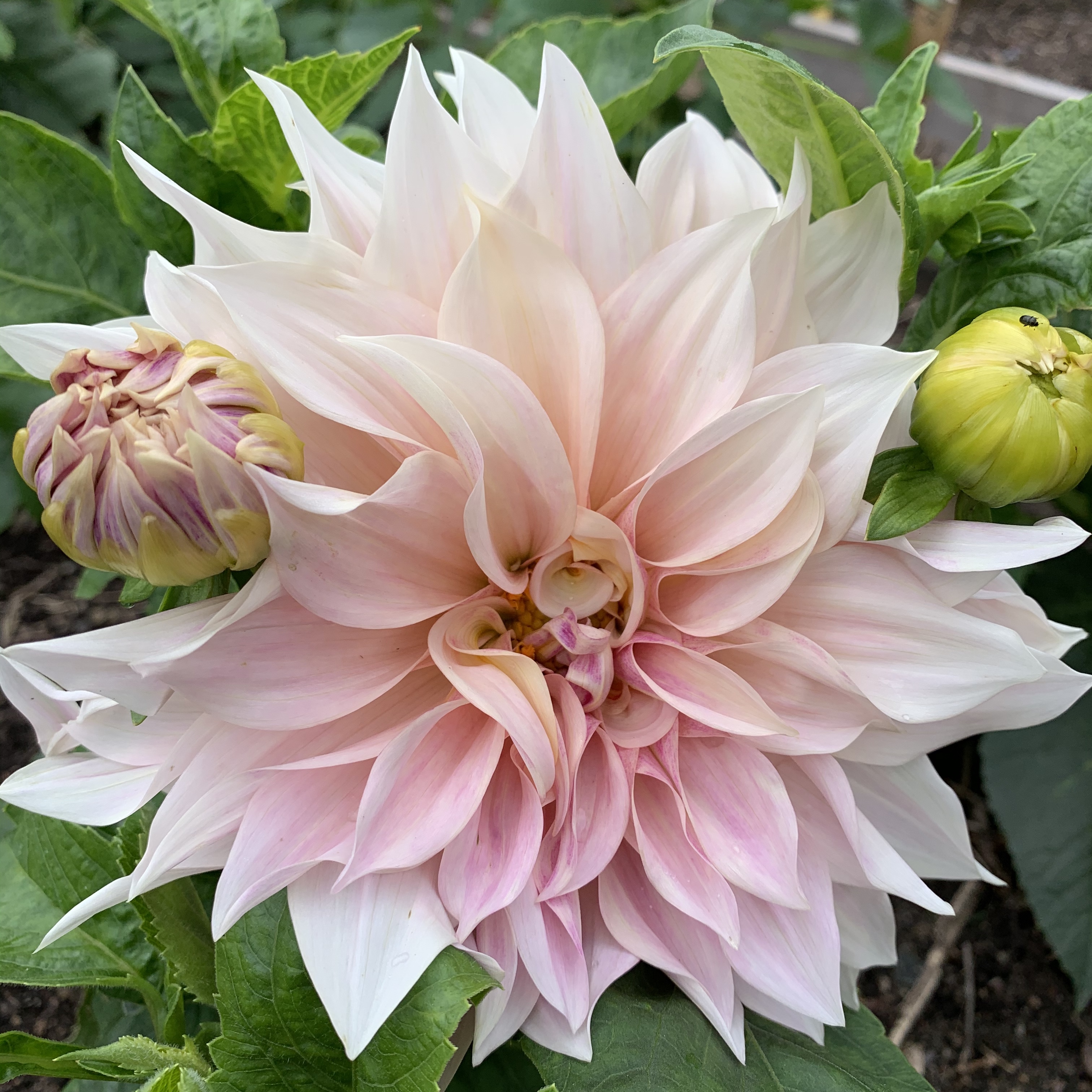 Dahlia Café au Lait - 5