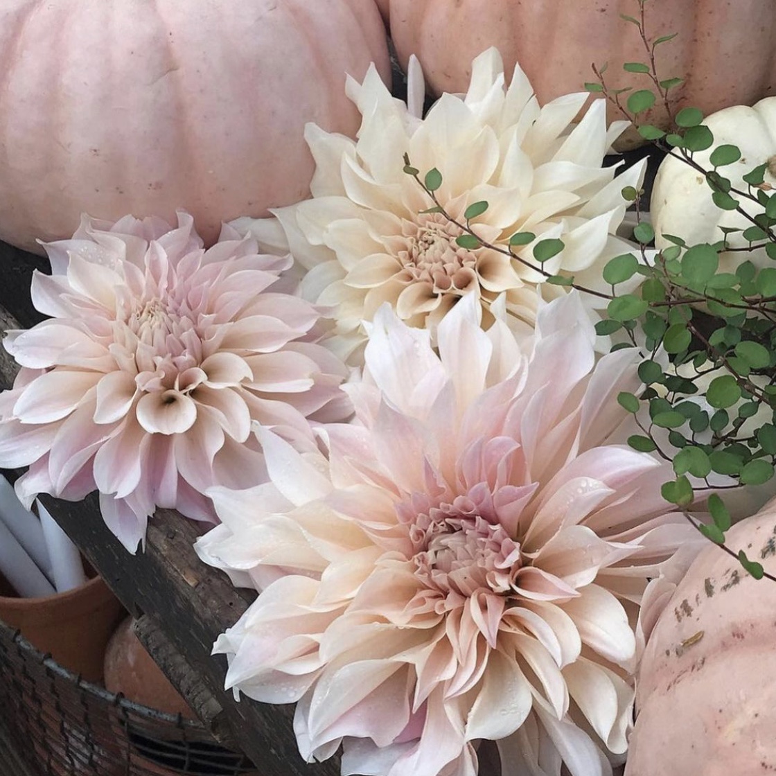 Dahlia Café au Lait