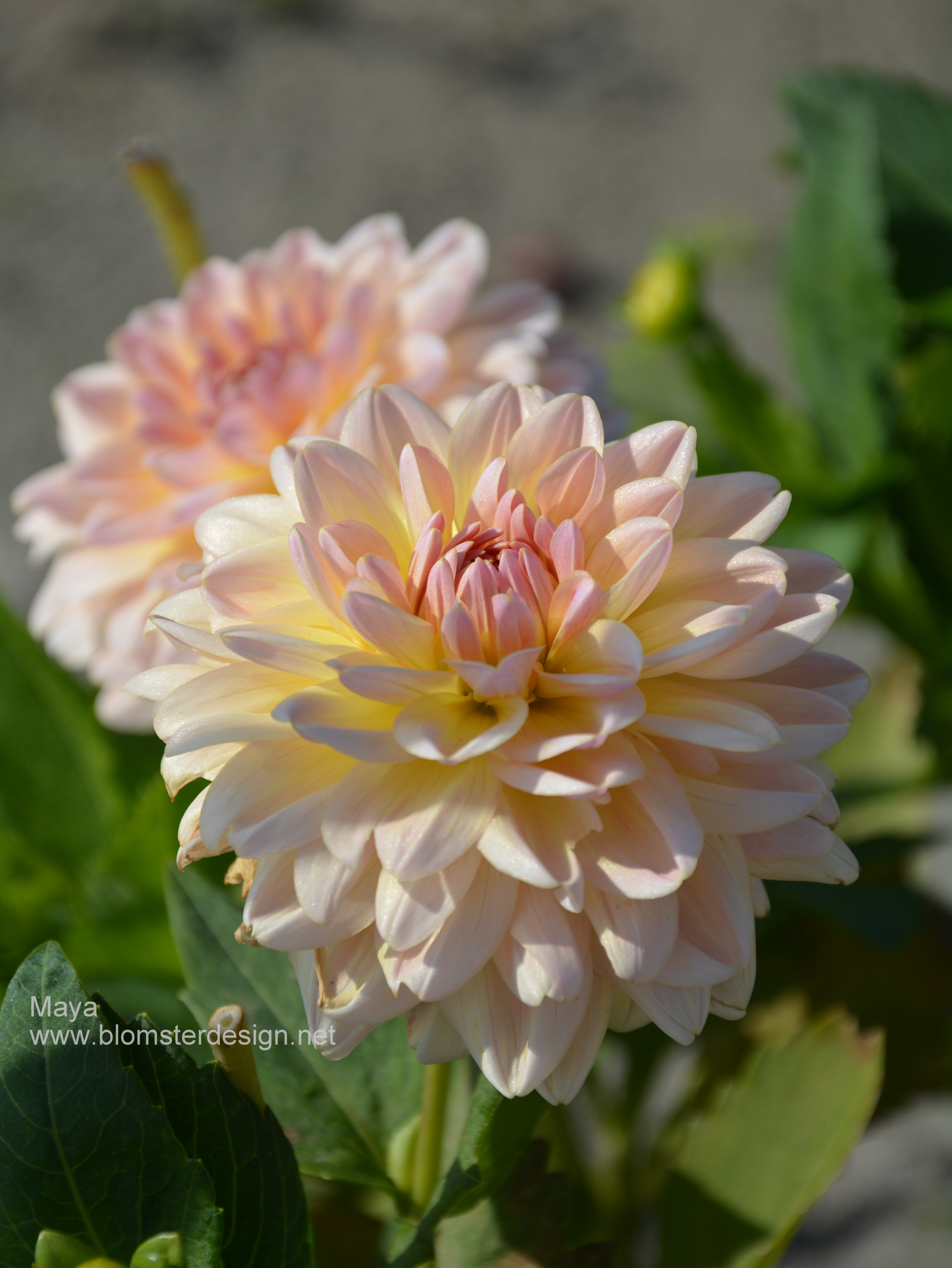 Dahlia Maya - 5