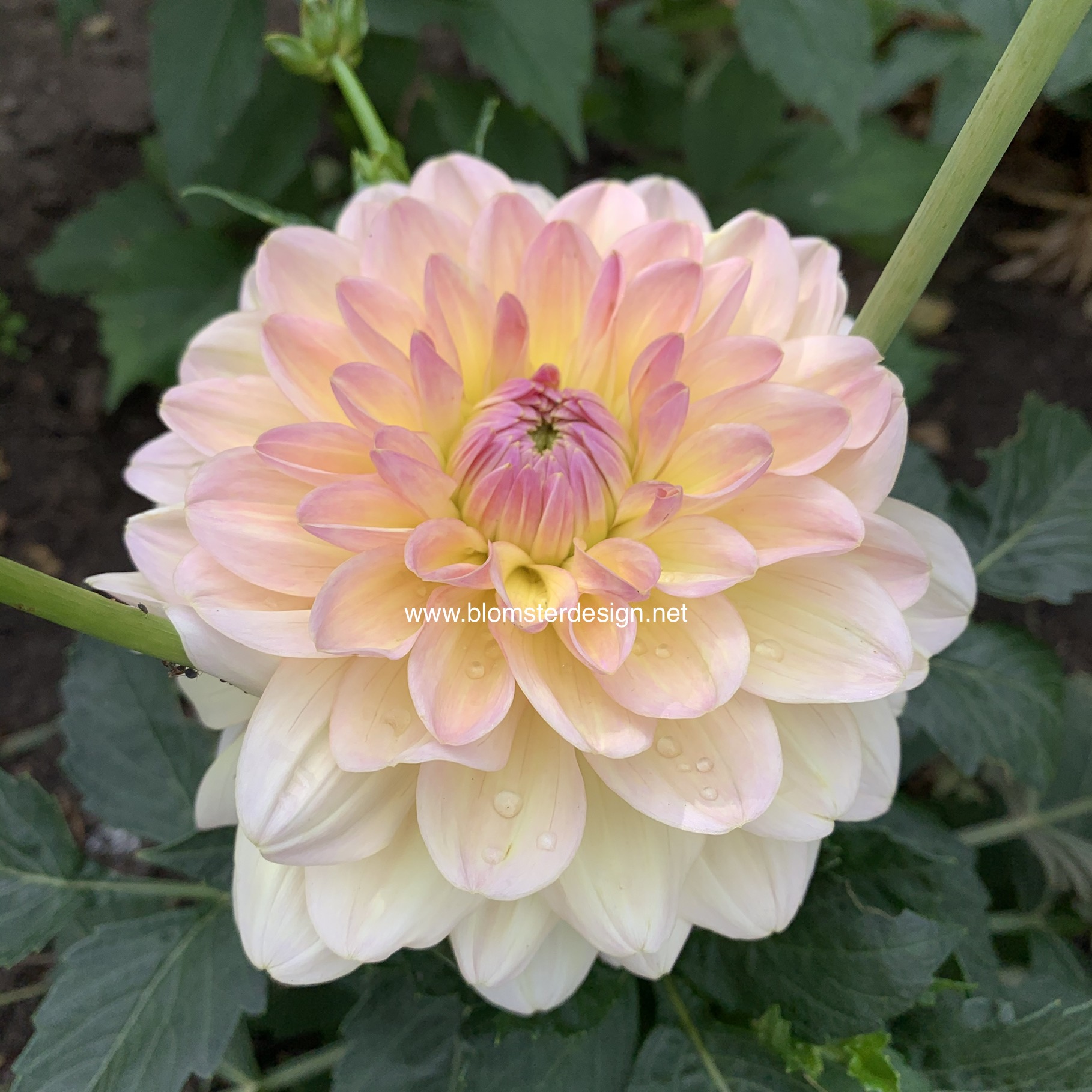 Dahlia Maya